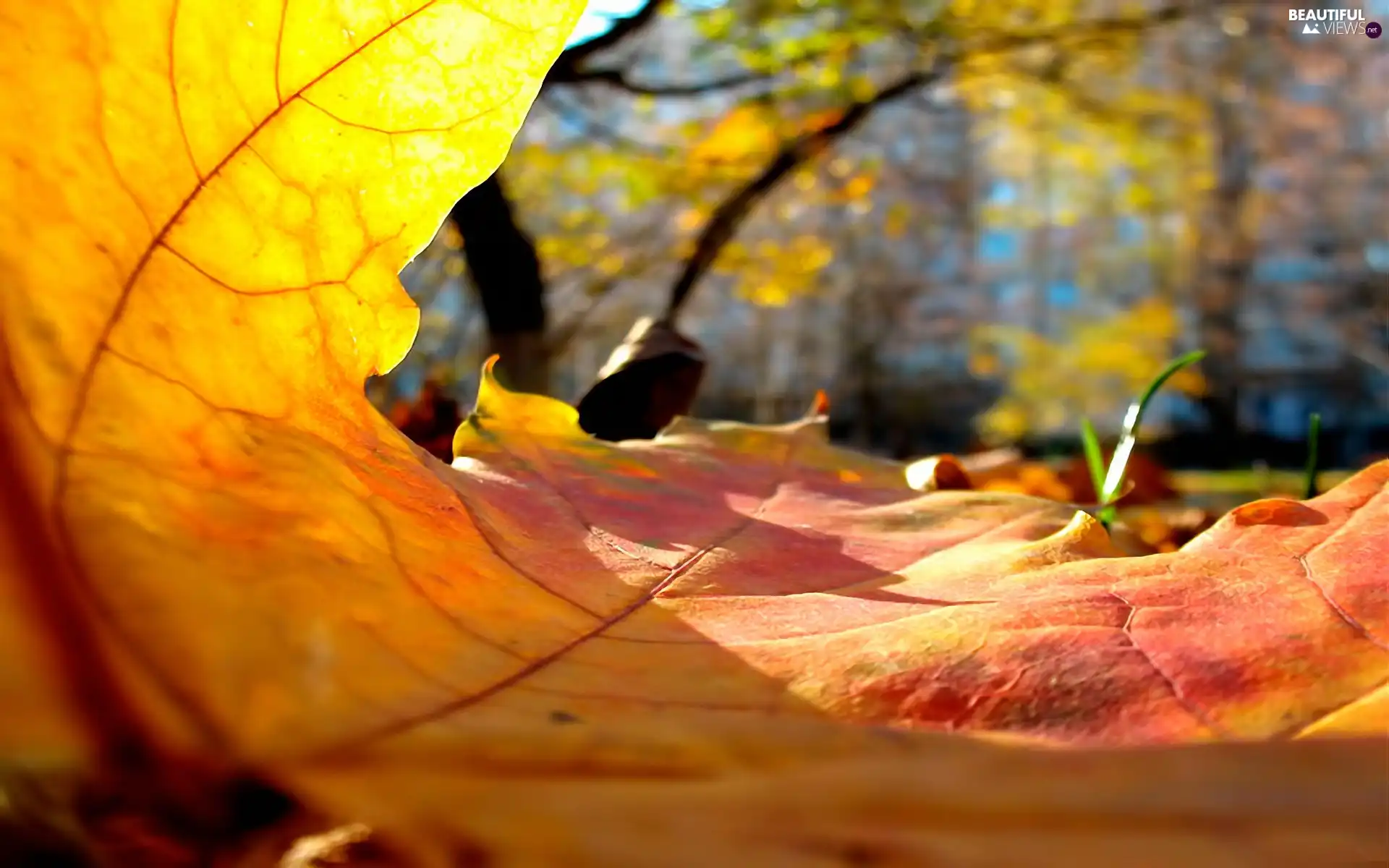 Autumn, leaf