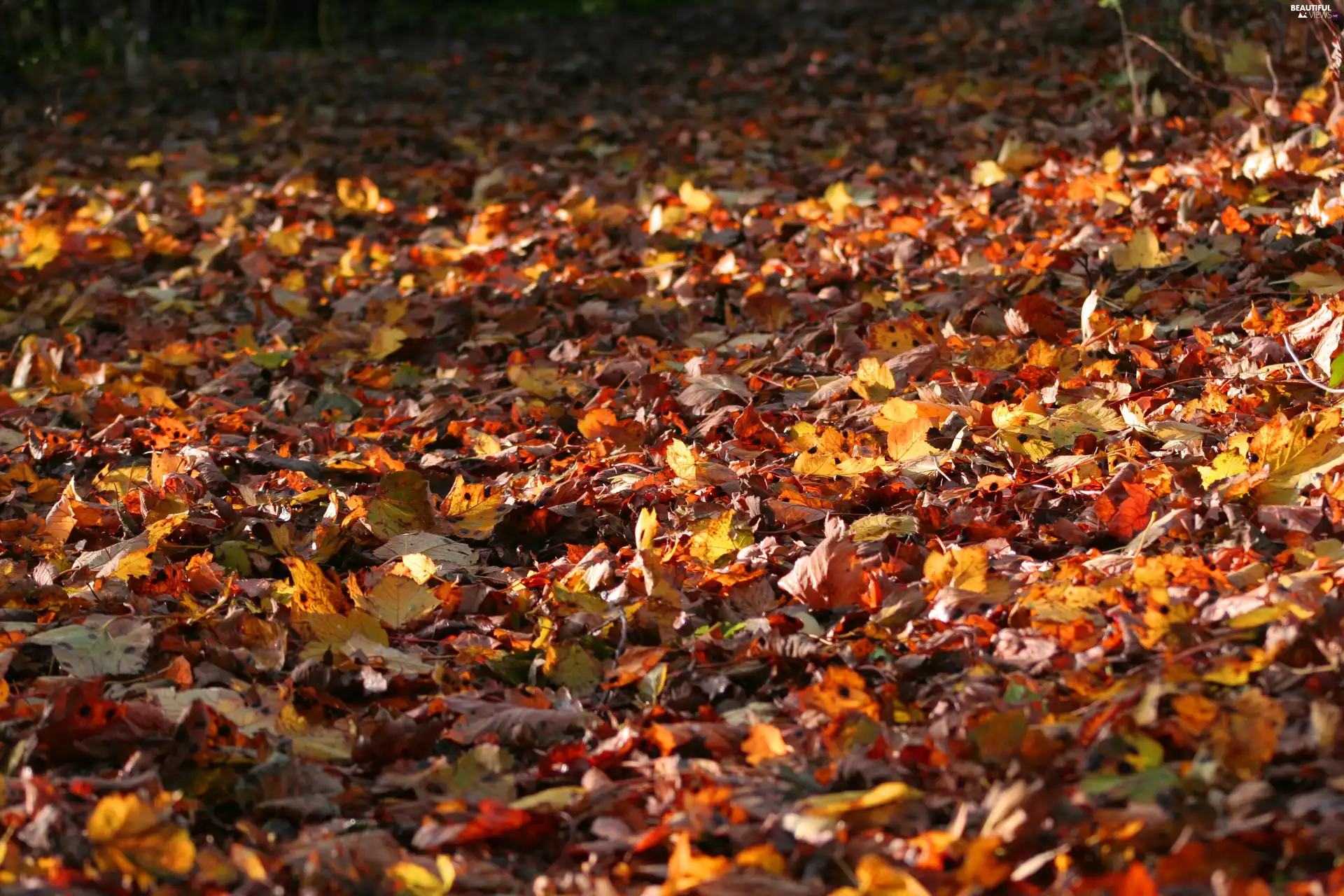 autumn, Leaf