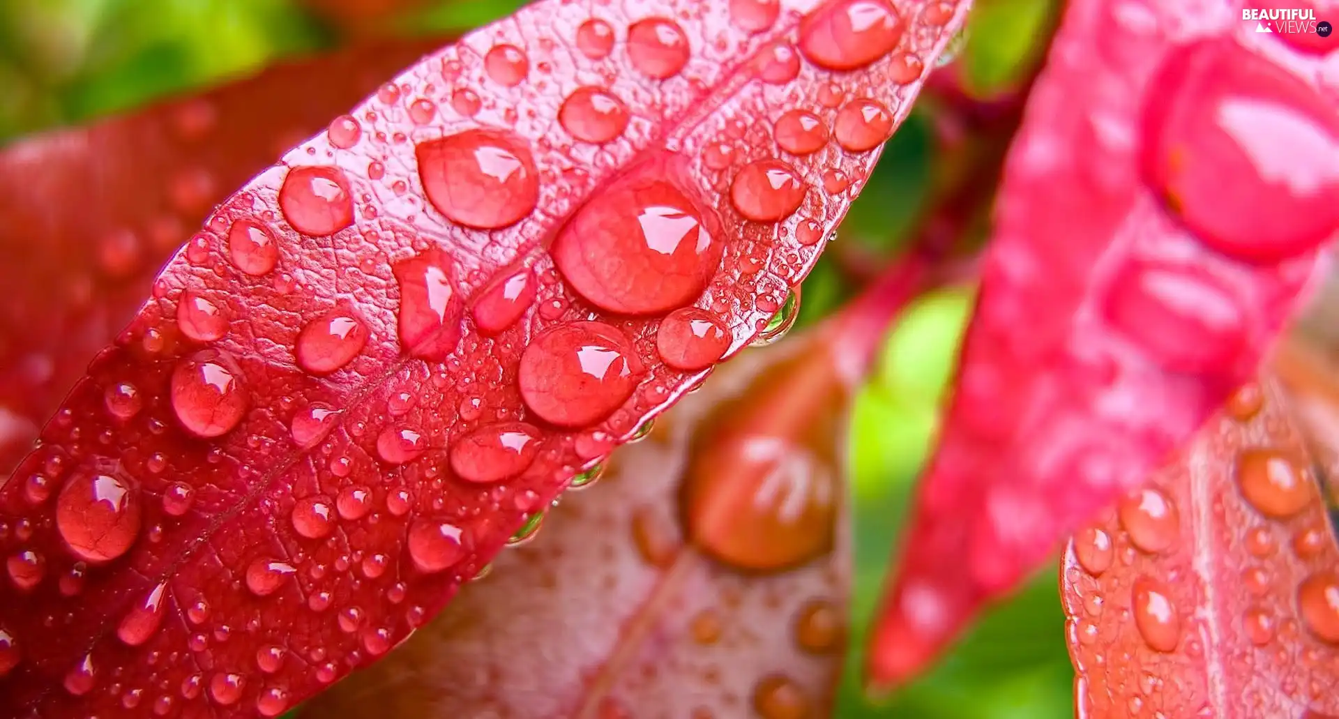 Leaf, color, Autumn