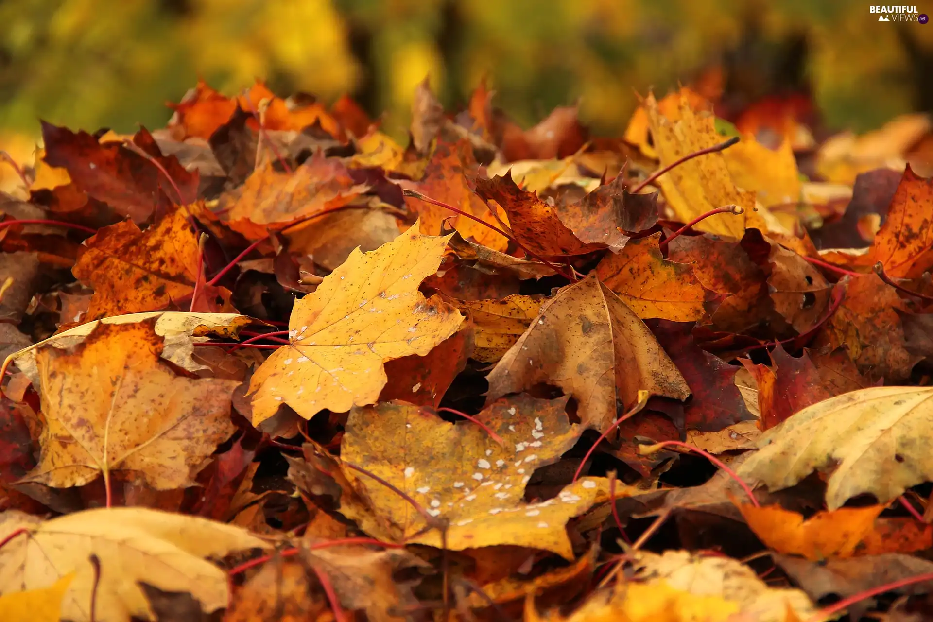 Leaf, dry, Autumn