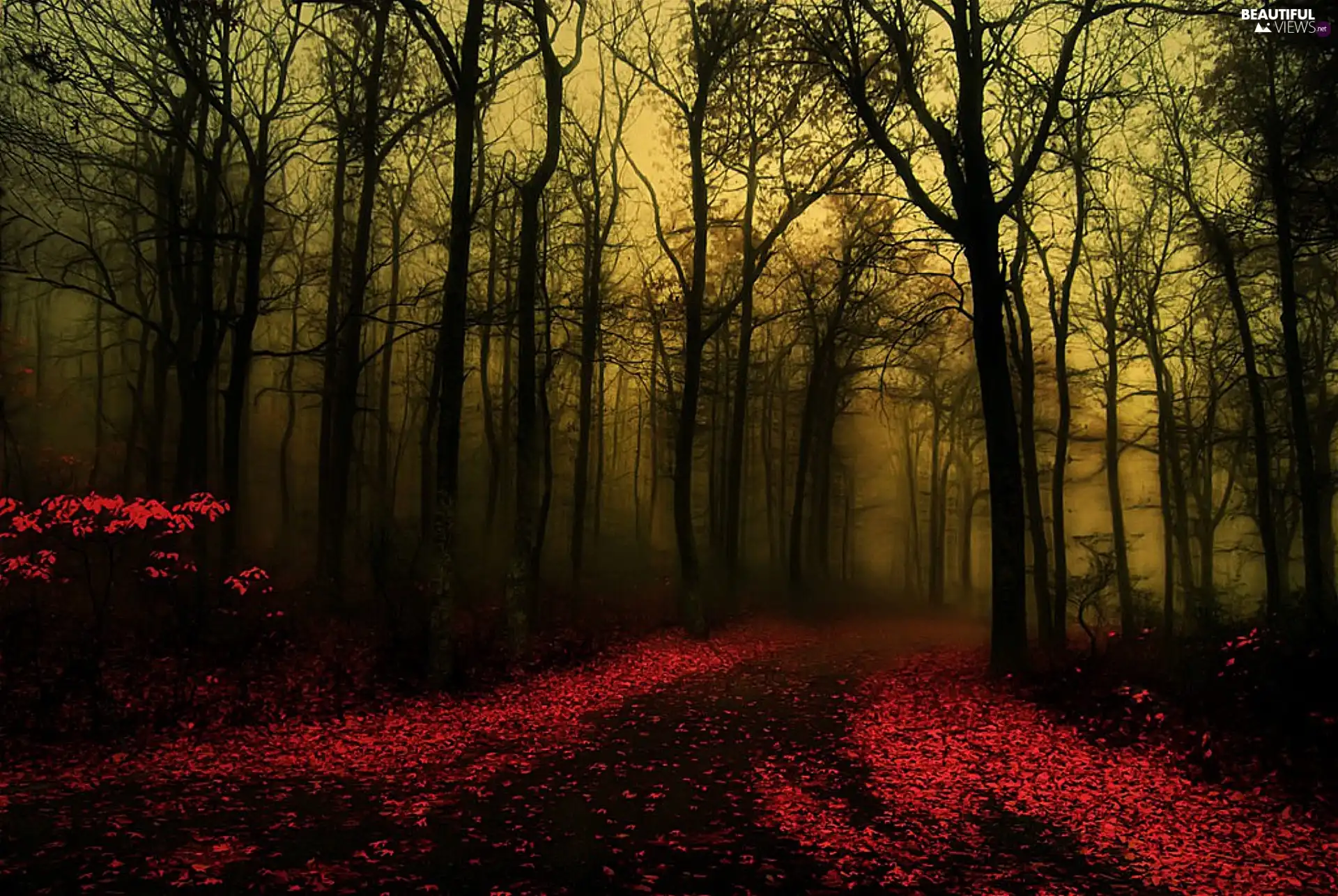 autumn, forest, Leaf, dark