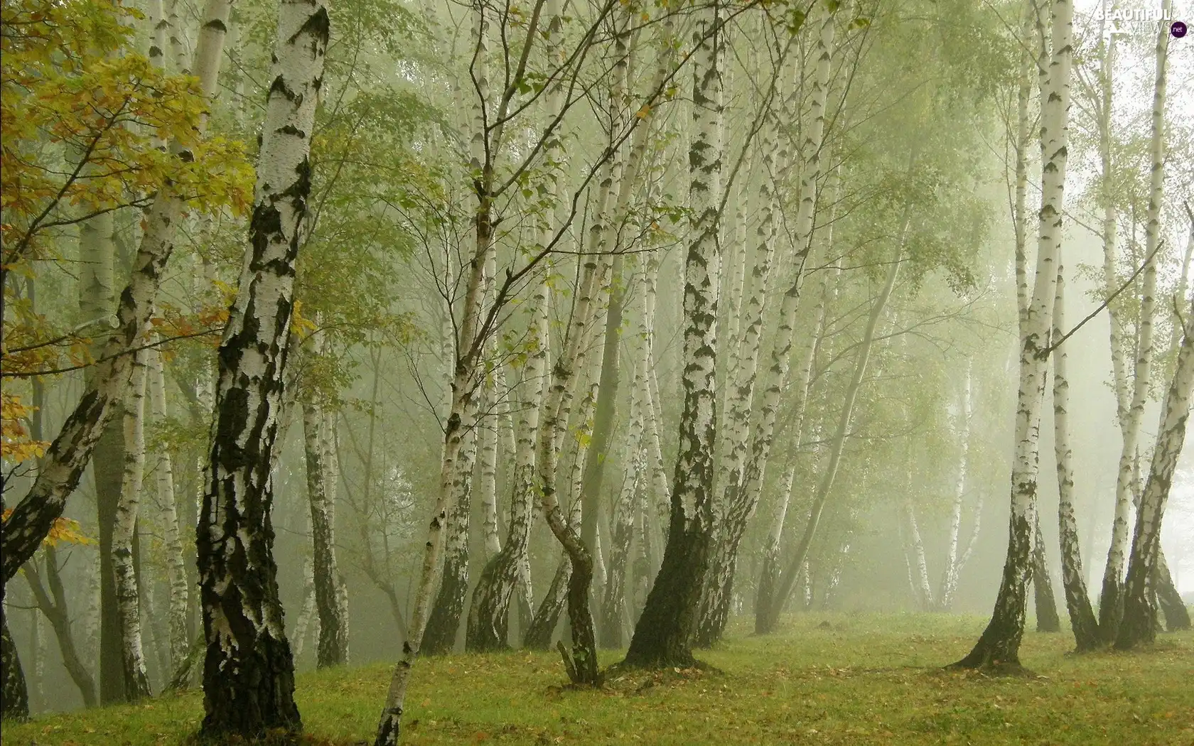 Leaf, autumn, birch, Fog, forest