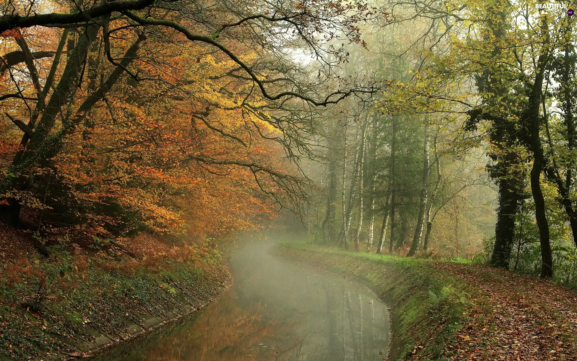 Leaf, autumn, River, Fog, forest