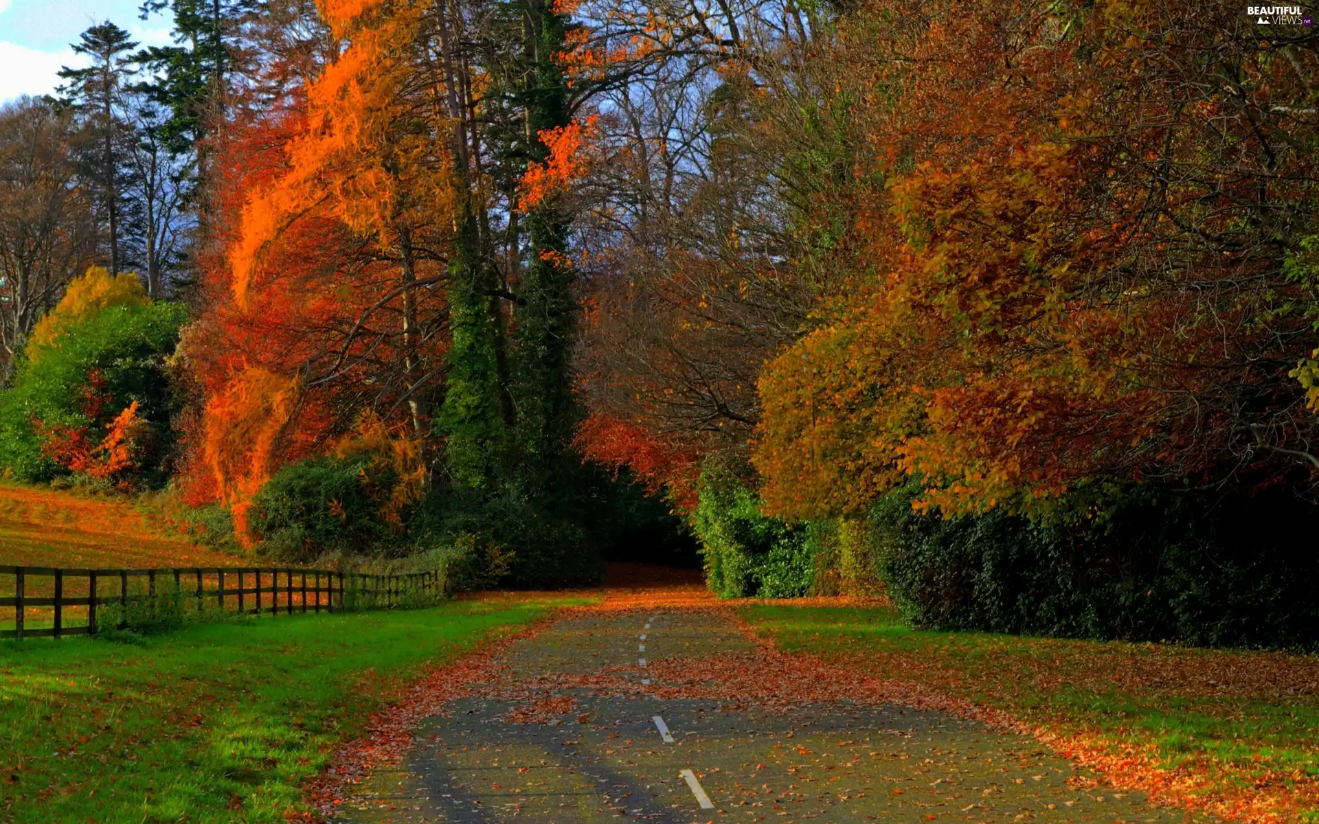 Leaf, autumn, Way, Meadow, forest