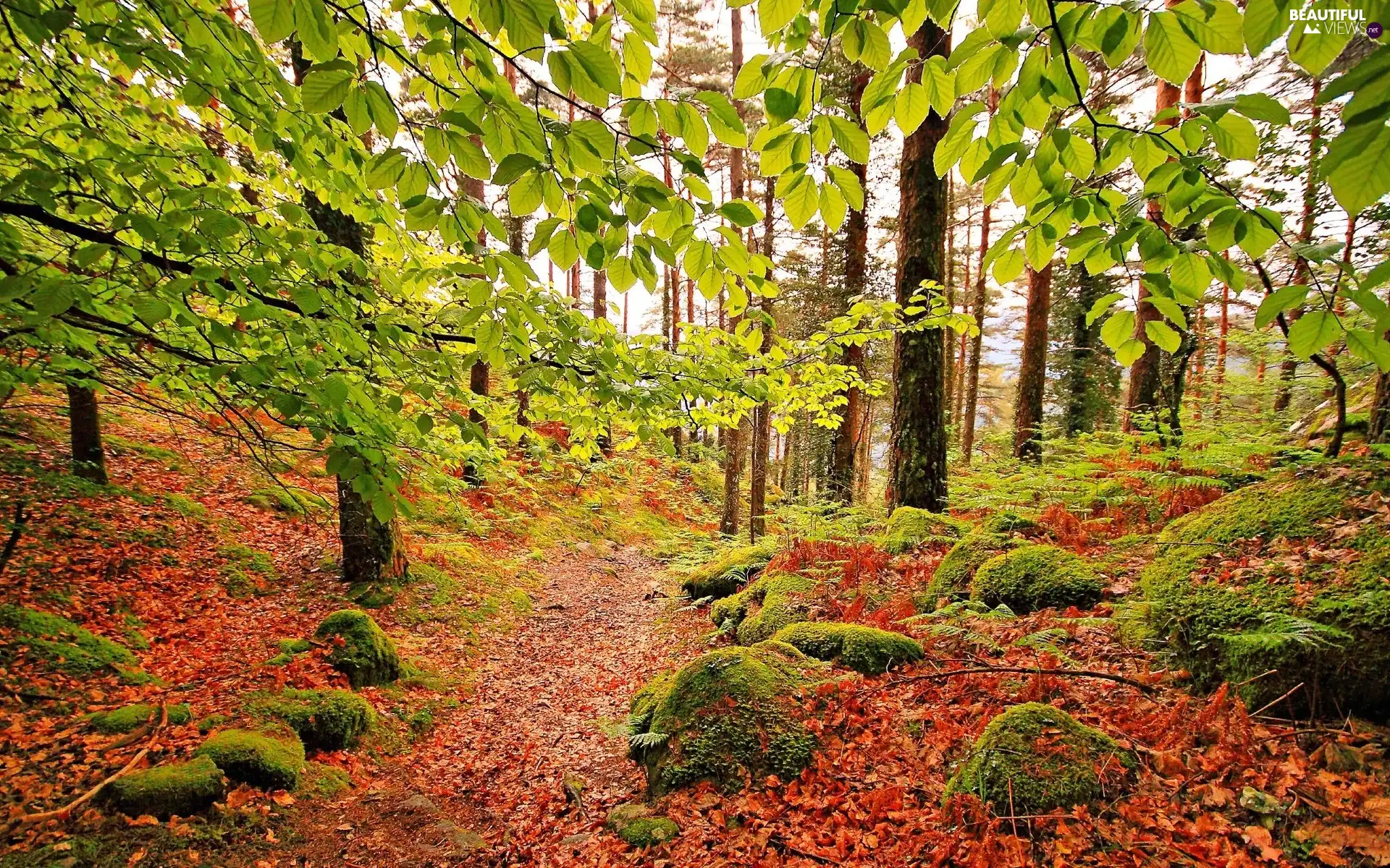 Leaf, autumn, Path, Stones, forest