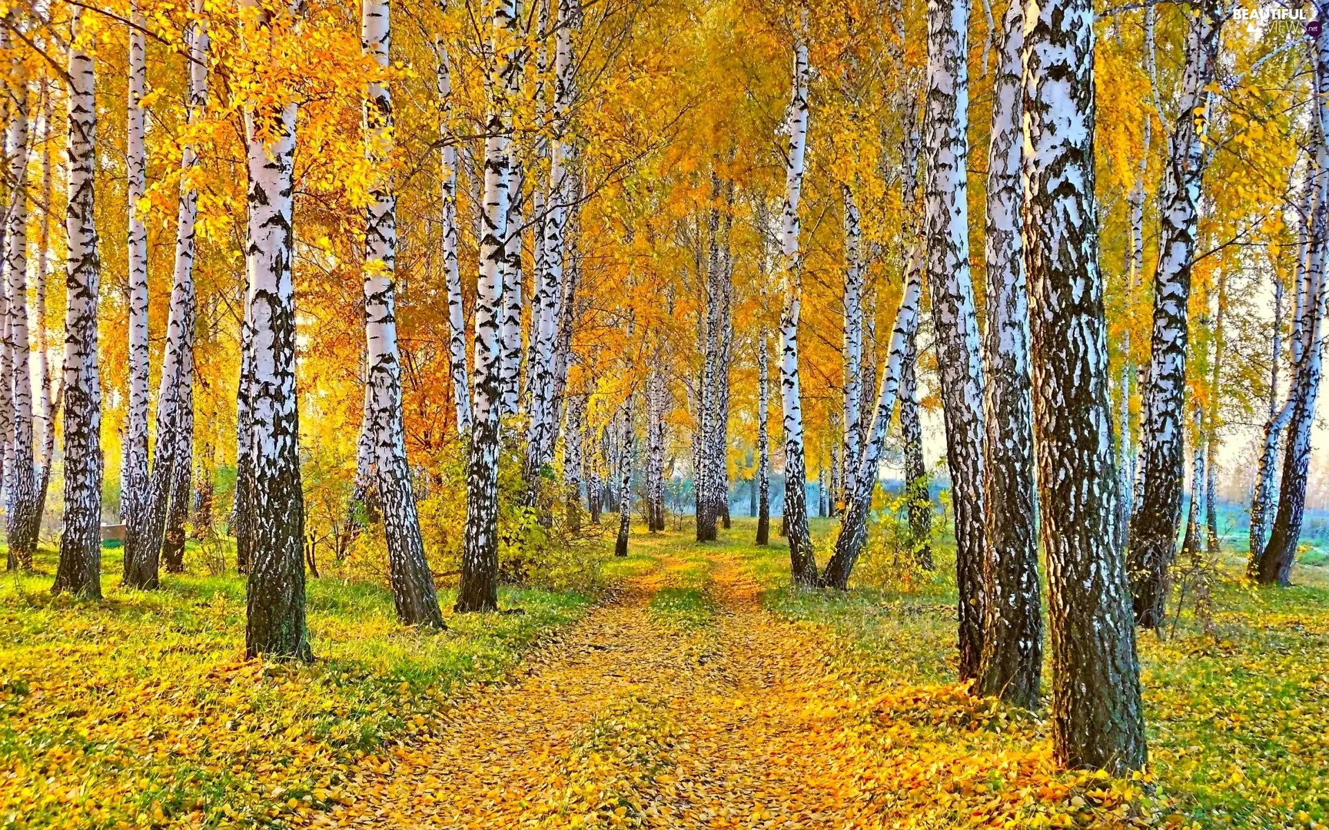 Leaf, autumn, birch, Way, forest