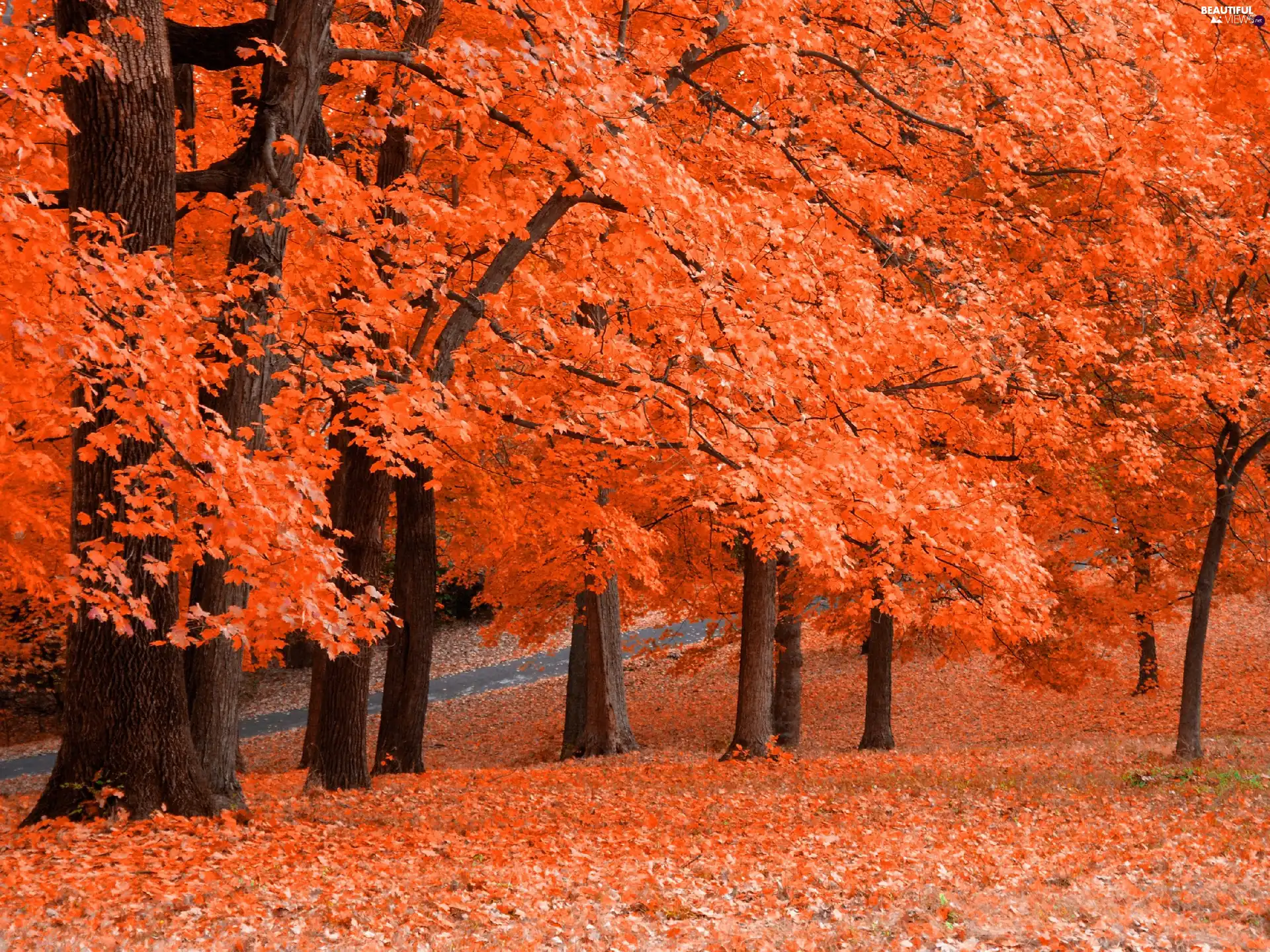 Leaf, autumn, trees, viewes, Orange