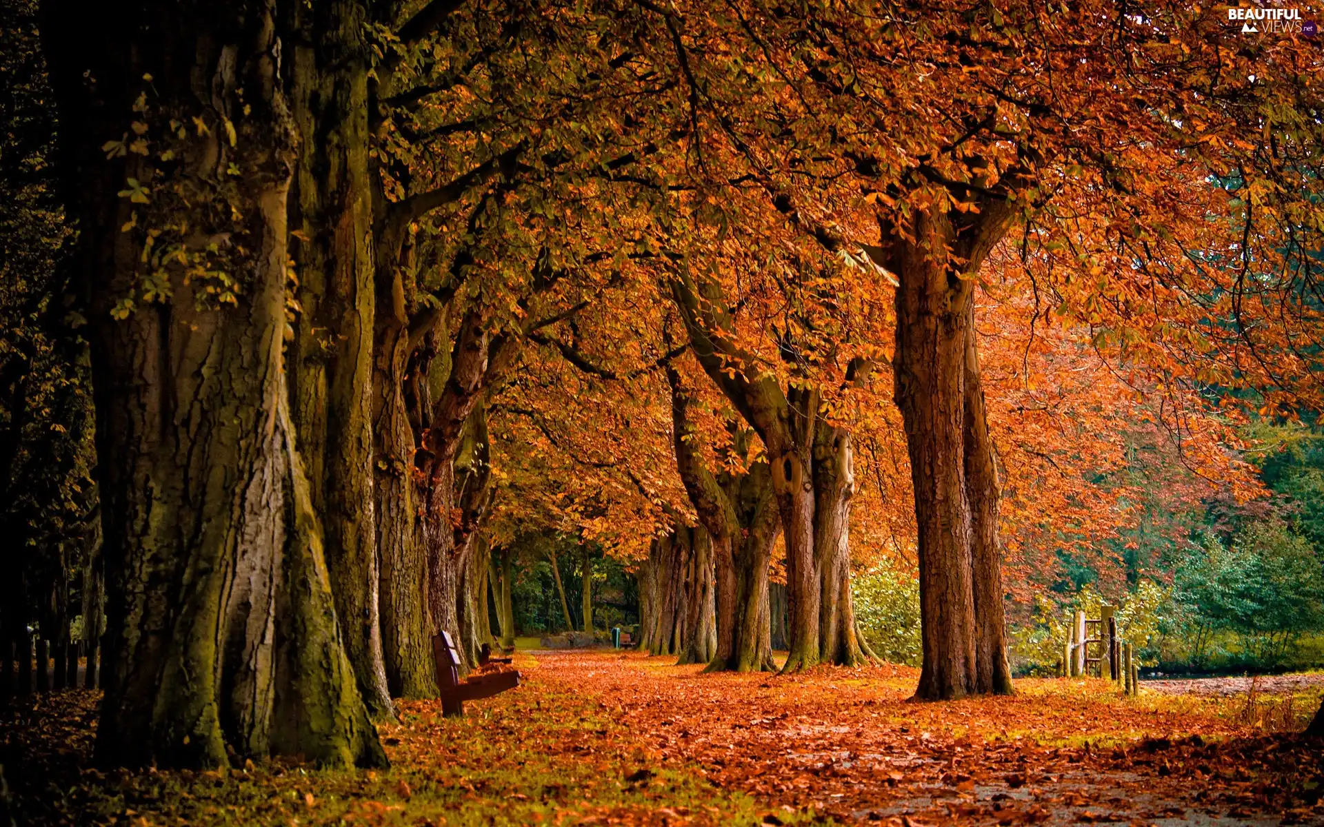 Leaf, Park, autumn