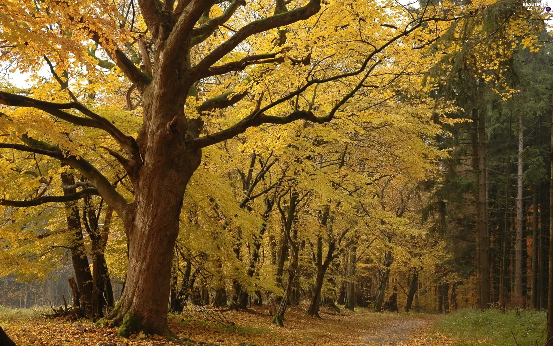 Leaf, autumn, trees, viewes, Park