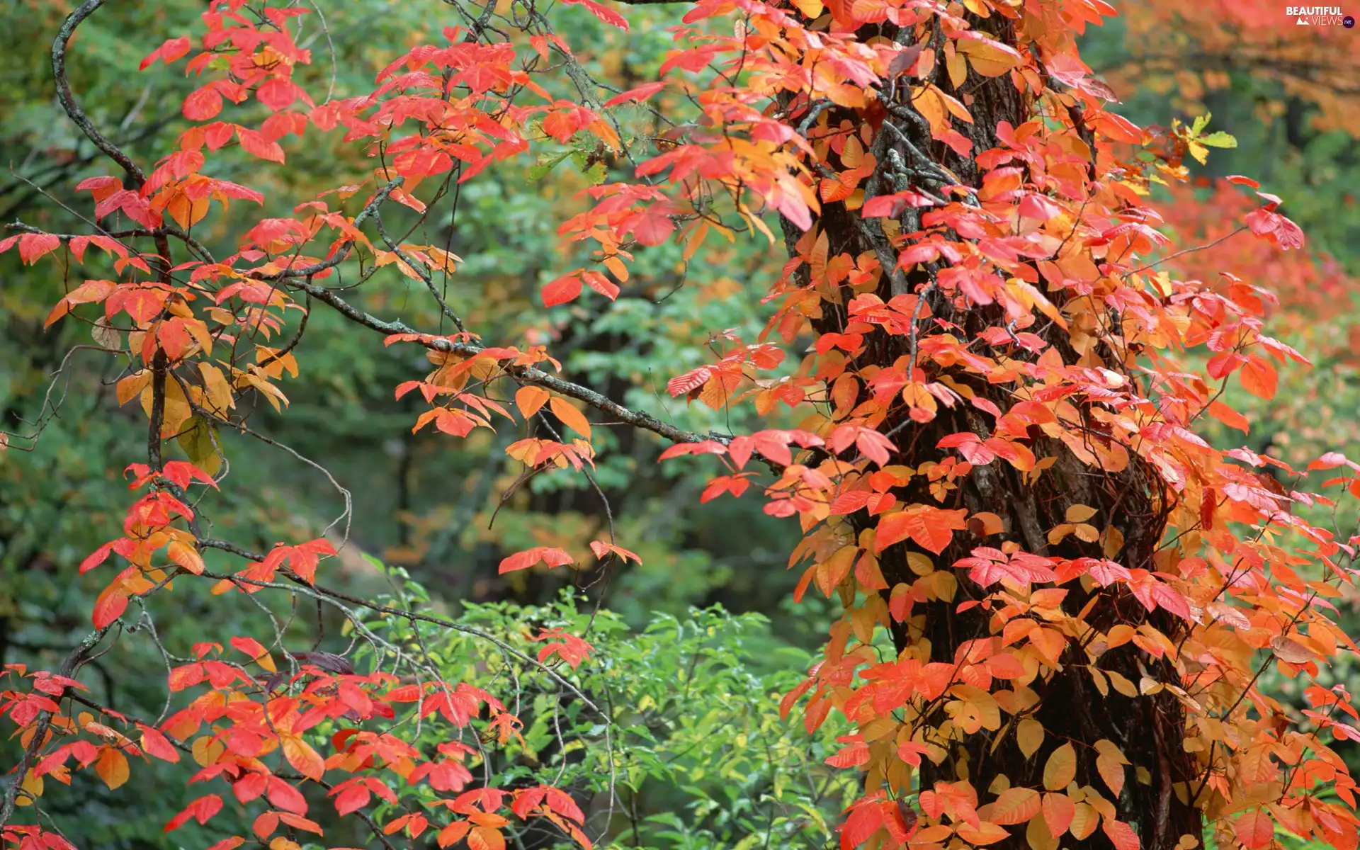 Leaf, autumn, trees, viewes, Park