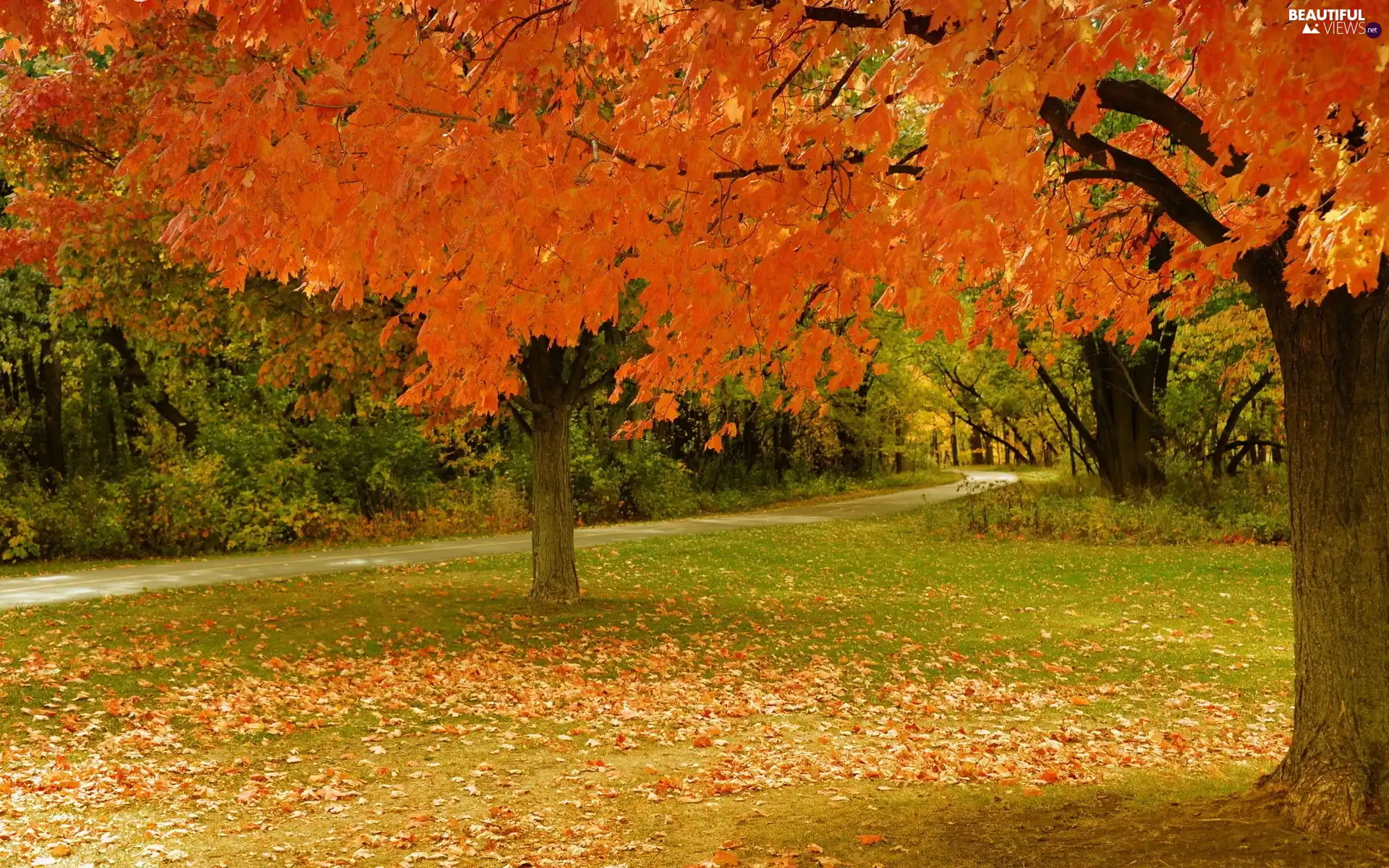 Leaf, Park, autumn