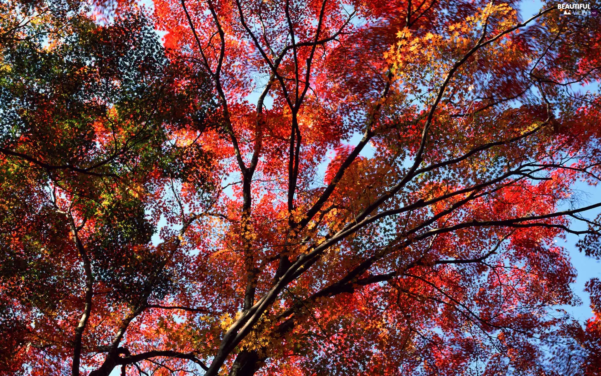 autumn, branch pics, Leaf, trees