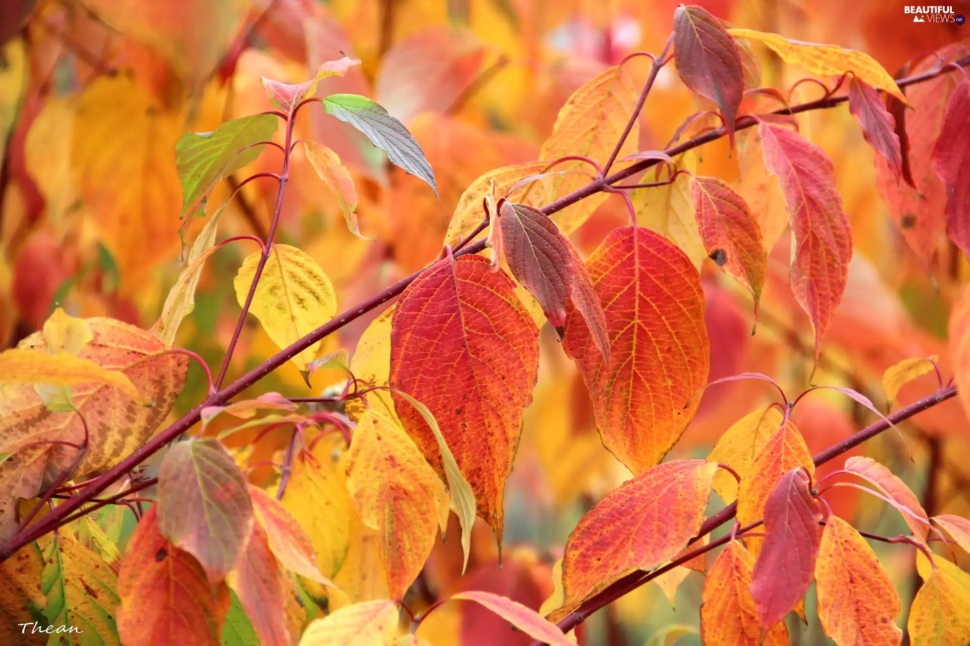 Leaf, Red, Autumn