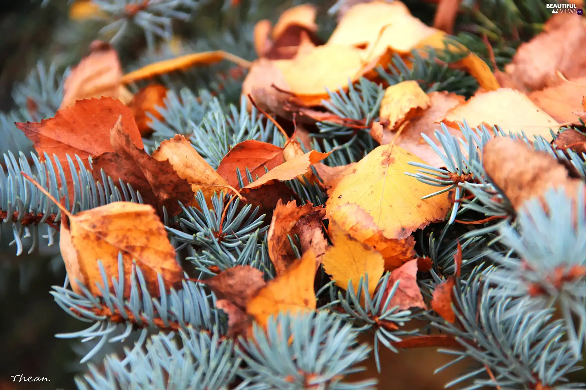 Leaf, autumn, silvery, dry, spruce