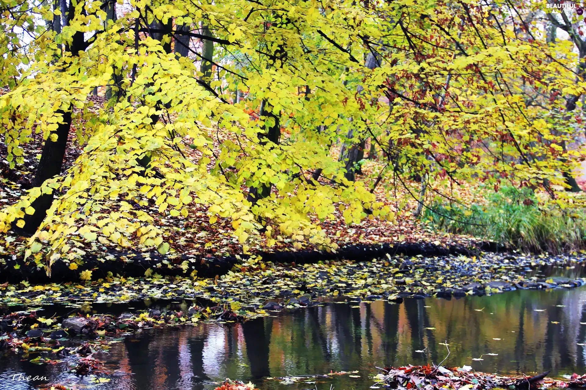 Leaf, autumn, reflection, Yellow, stream