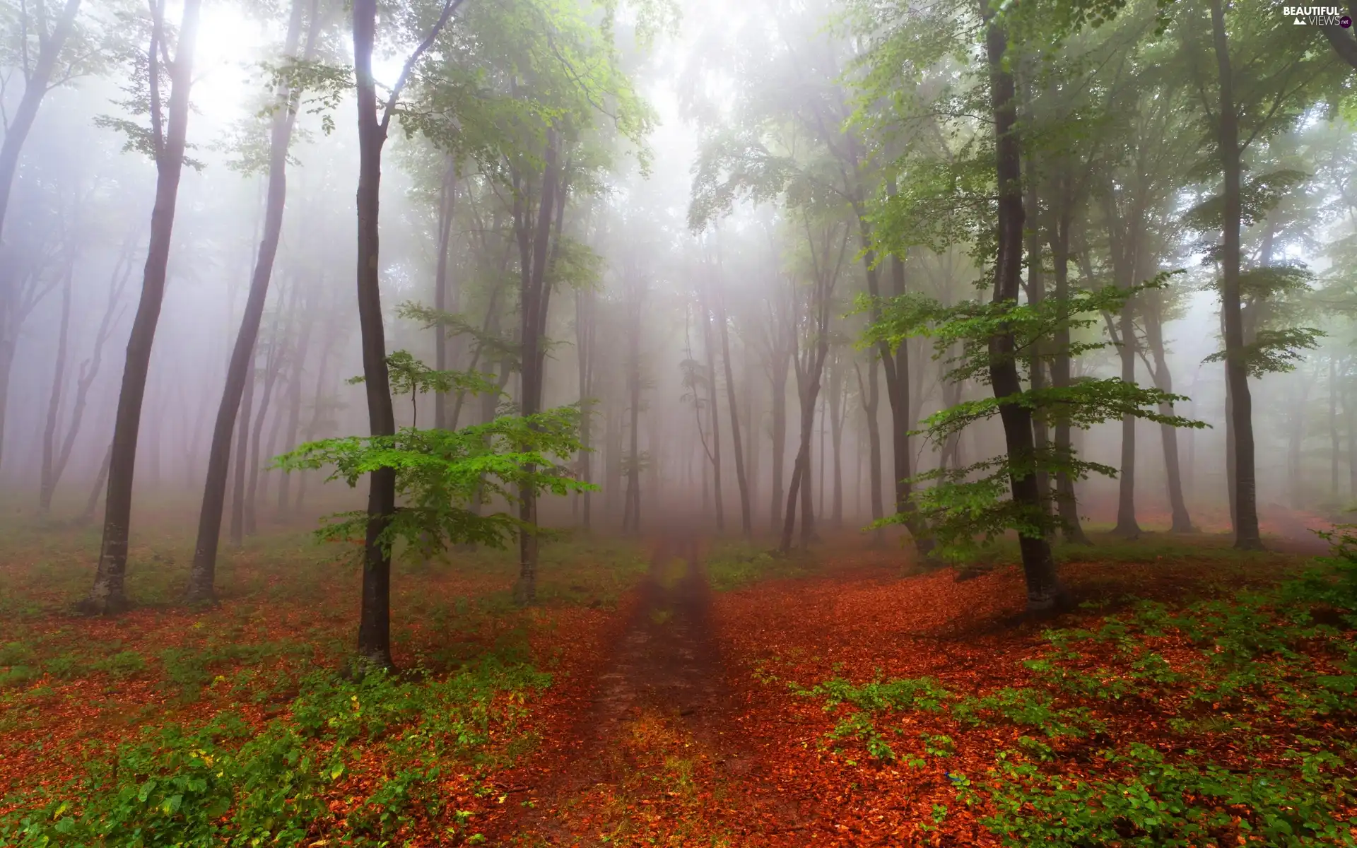 viewes, Path, Fog, trees, forest, Leaf, autumn