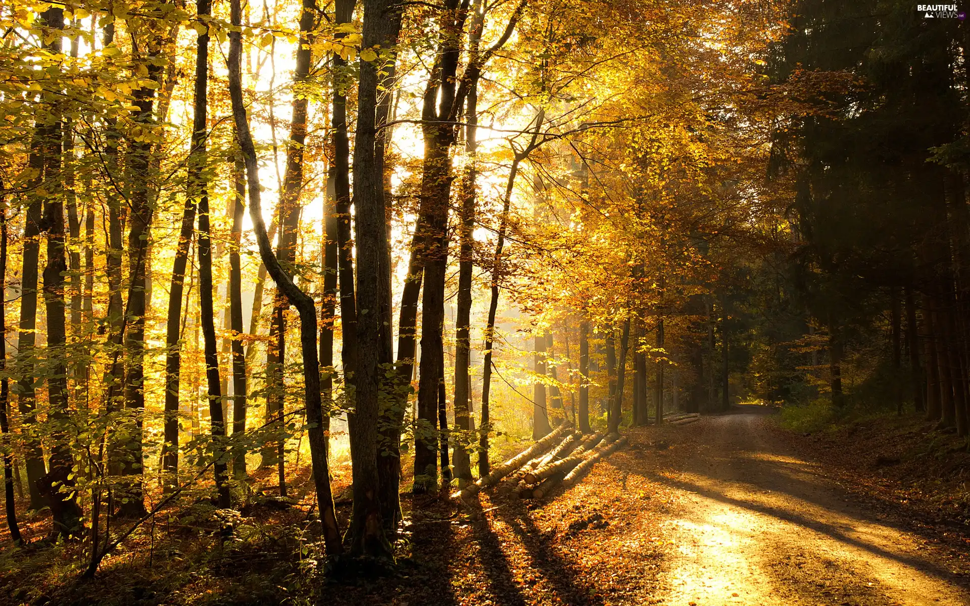 Leaf, autumn, viewes, Way, trees