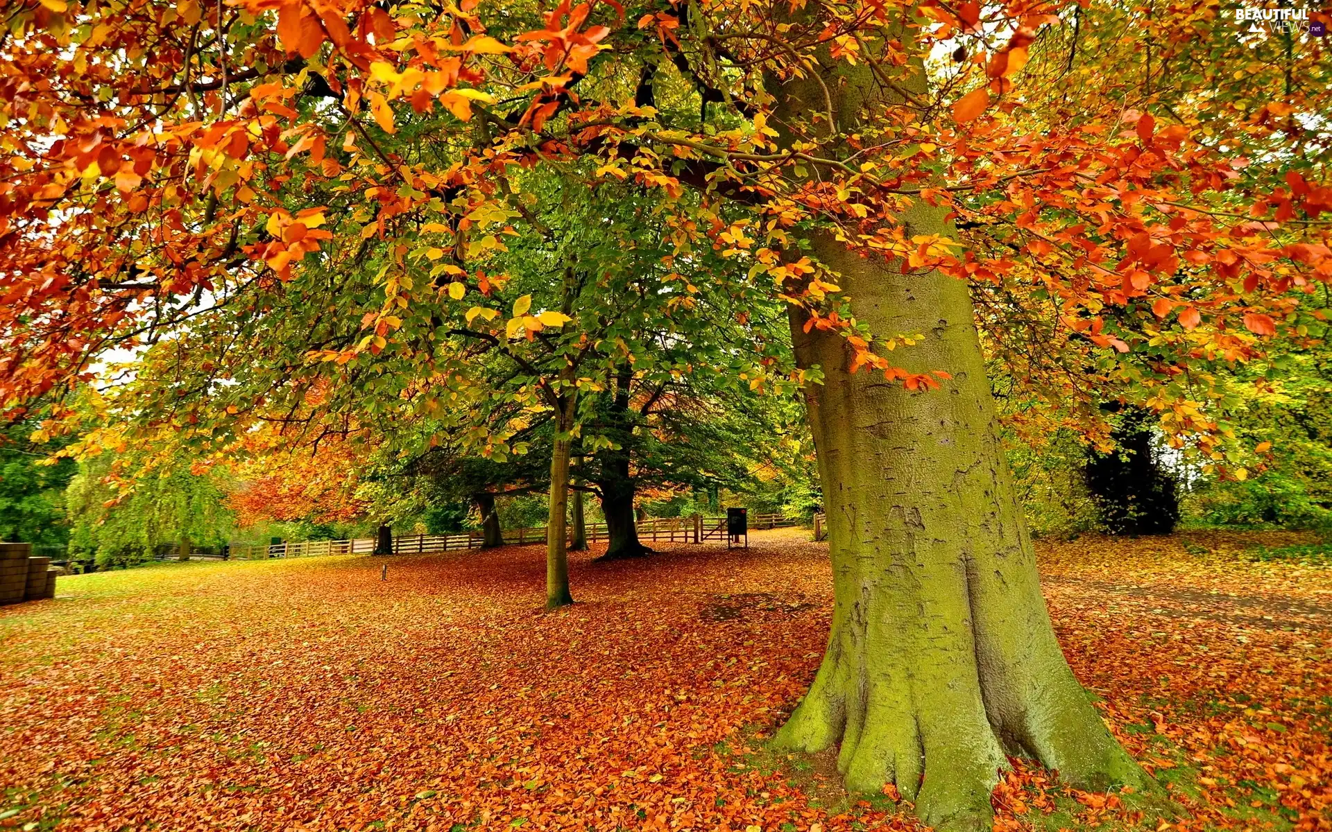 trees, Park, Leaf, autumn, viewes, Alleys