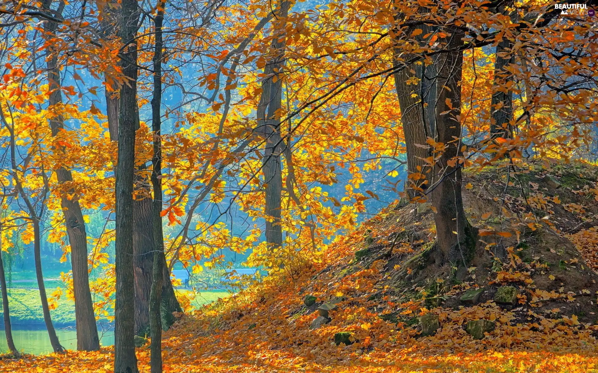 trees, Park, Leaf, autumn, viewes, River
