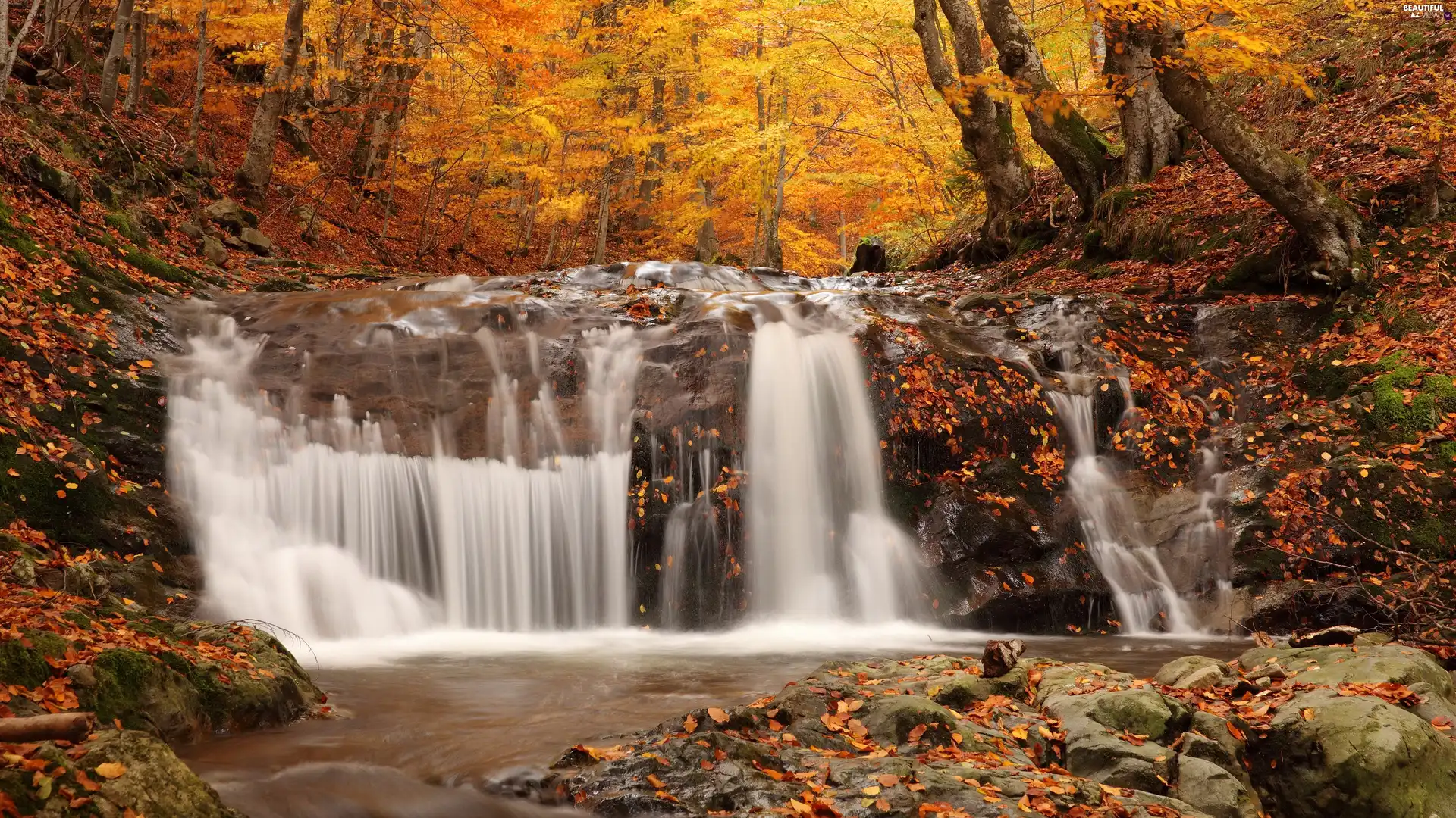 autumn, waterfall, Leaf, forest