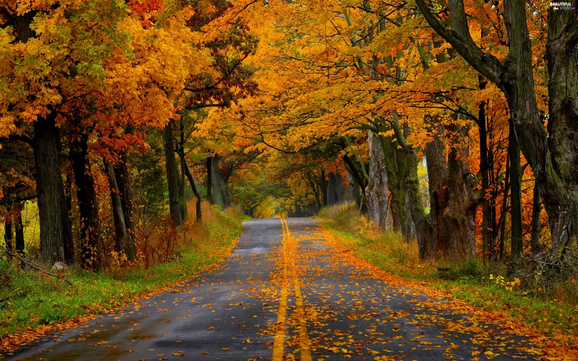 Leaf, autumn, trees, viewes, Way - Beautiful views wallpapers: 2880x1800