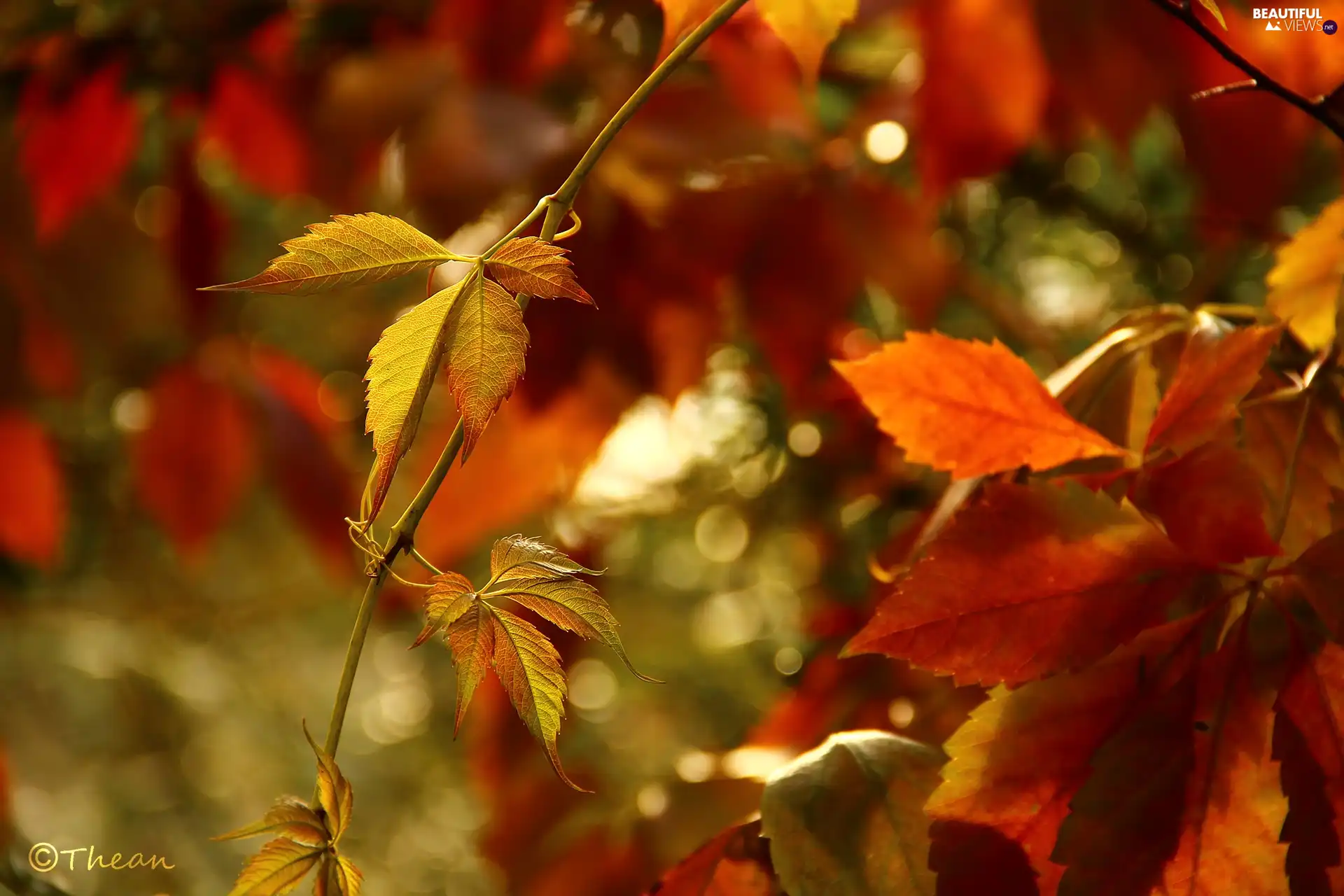 Leaf, autumn, Wine, color, wild