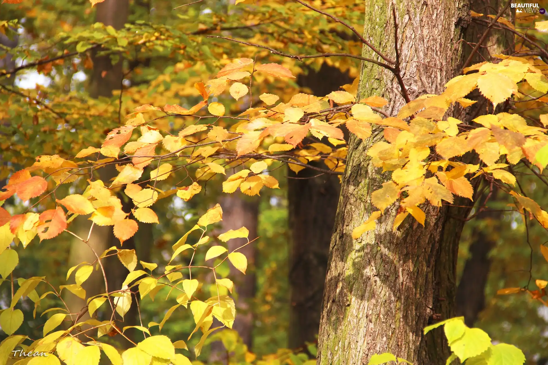 Leaf, Yellow, Autumn