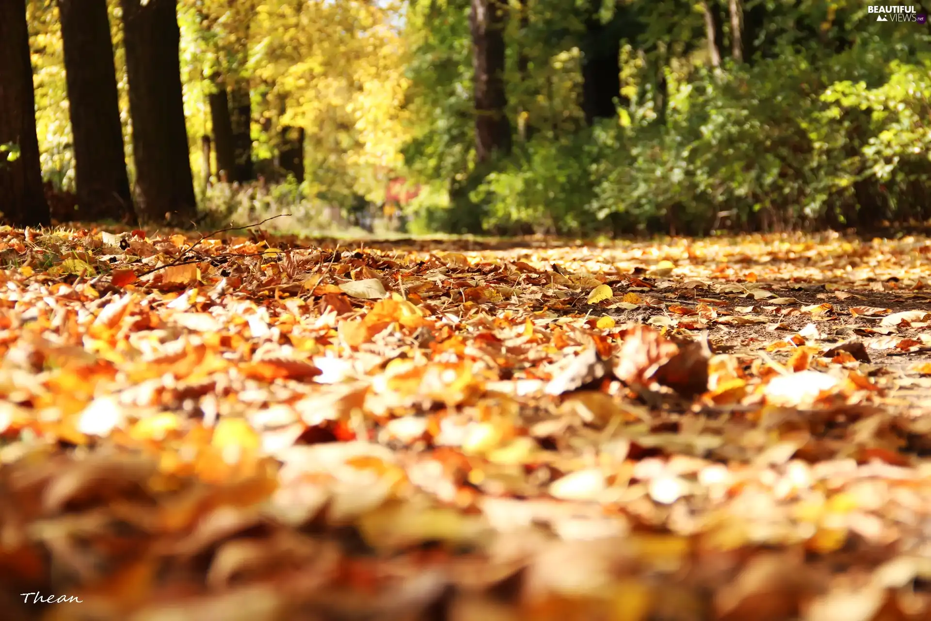 Leaf, Yellow, Autumn