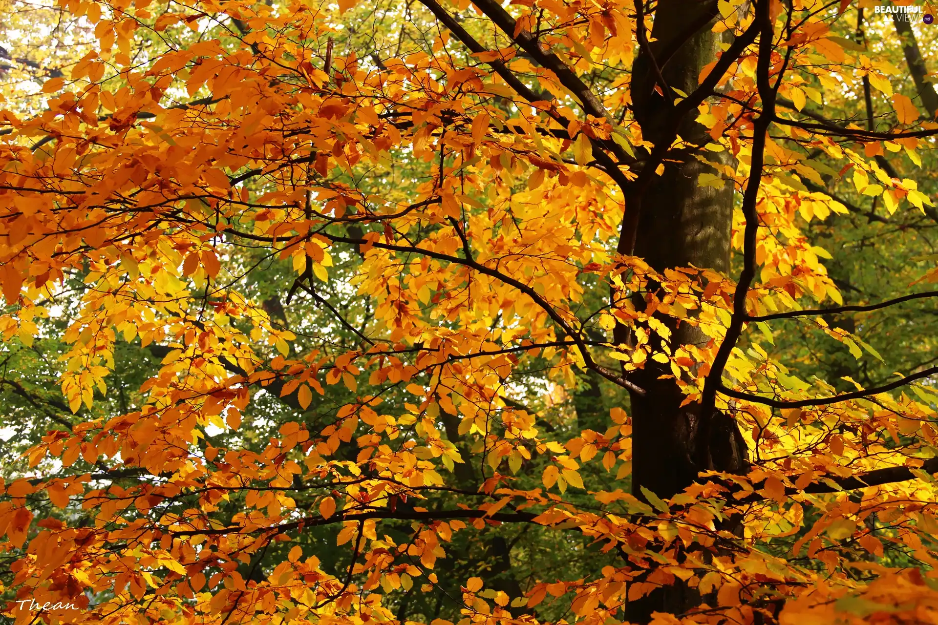 Leaf, Yellow, Autumn