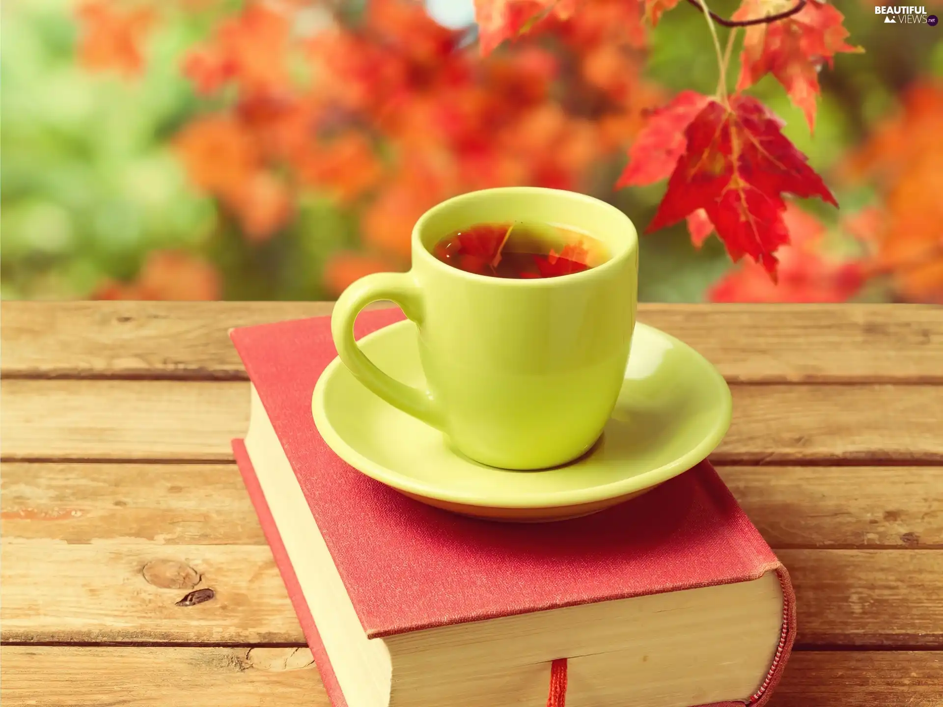 Book, cup, Leaf, Bench, Autumn, tea