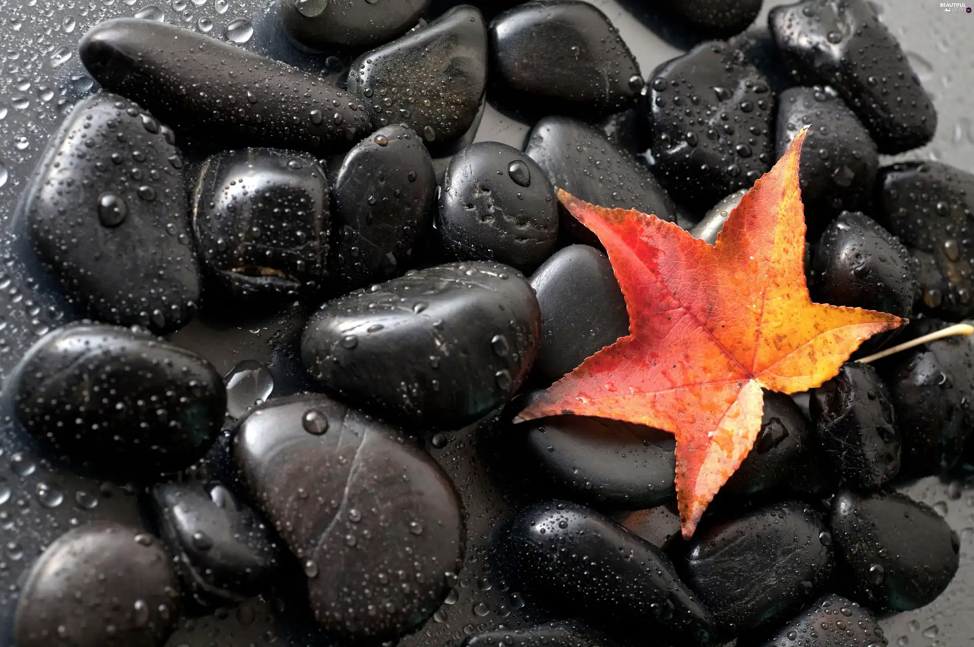 Black, water, leaf, Stones