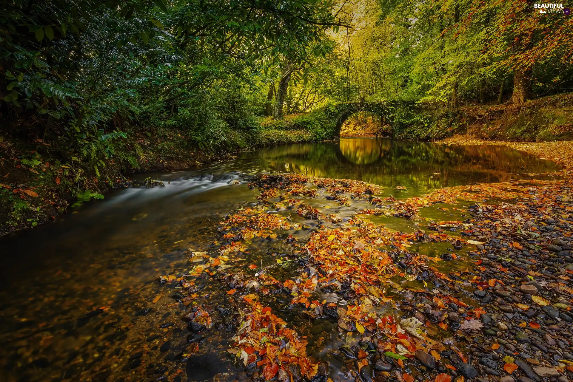 trees, River, fallen, Leaf, viewes, bridge