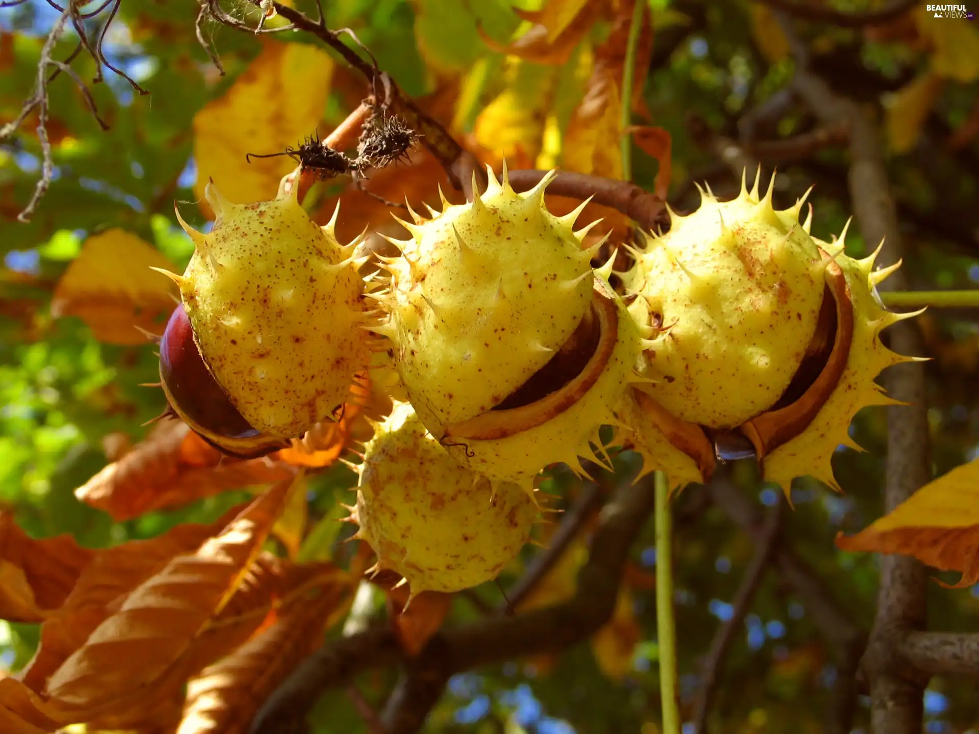 chestnuts, Leaf