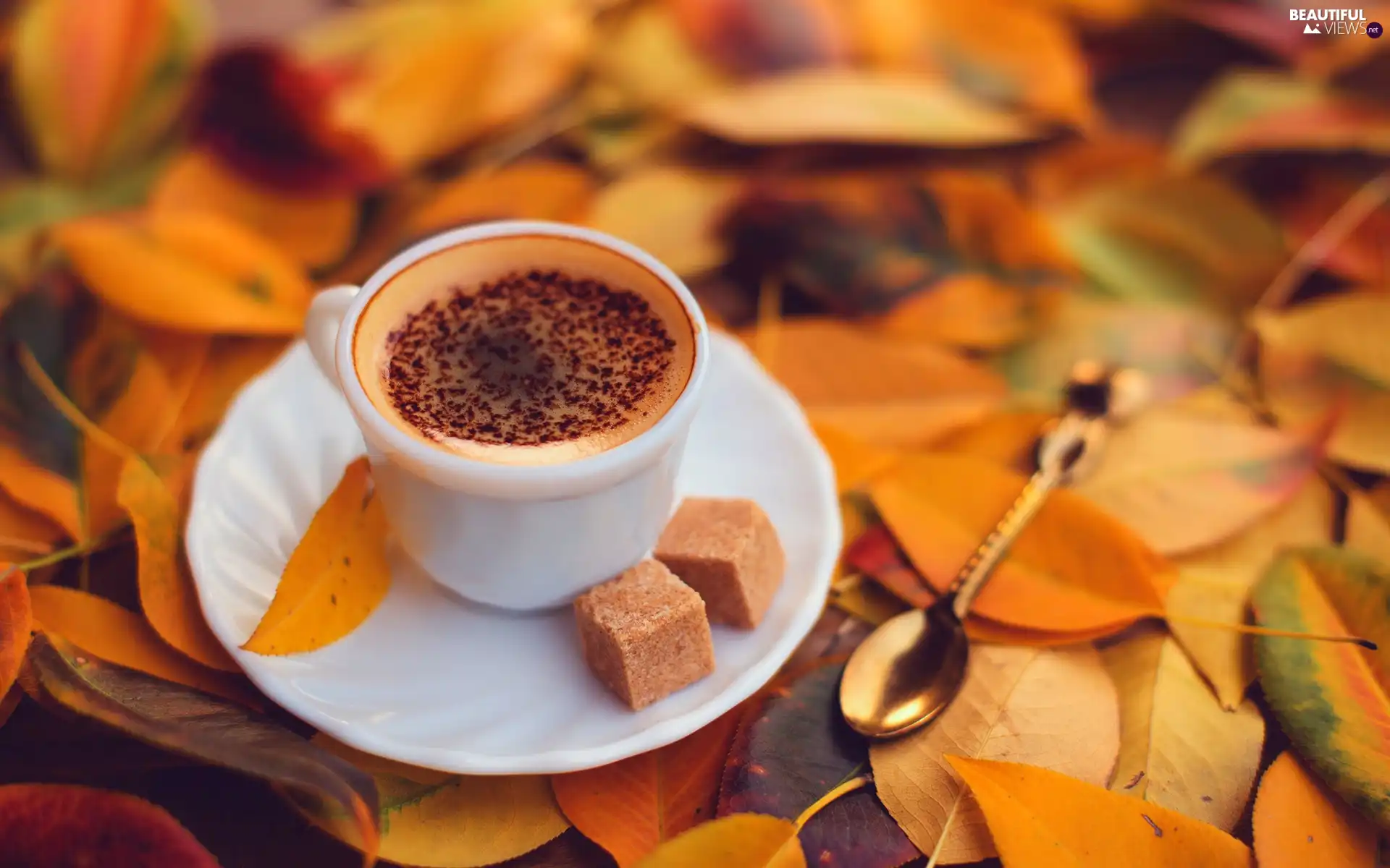 cup, Autumn, Leaf, coffee