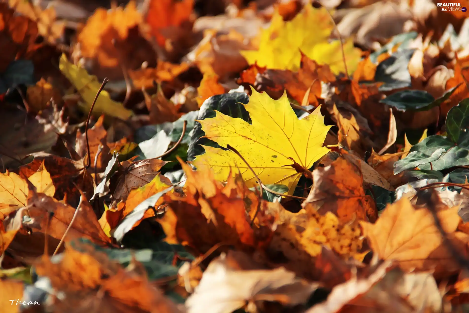 Leaf, Autumn, dry