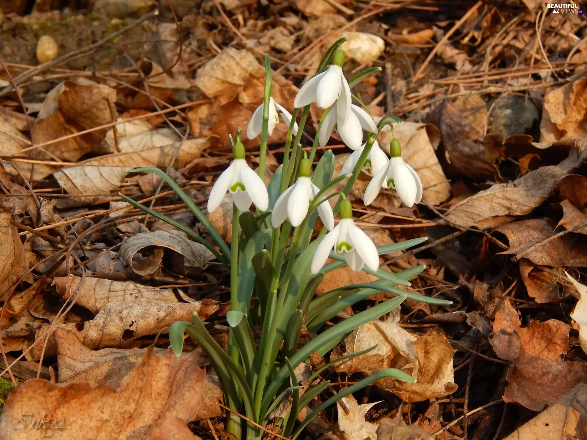 Leaf, snowdrops, dry