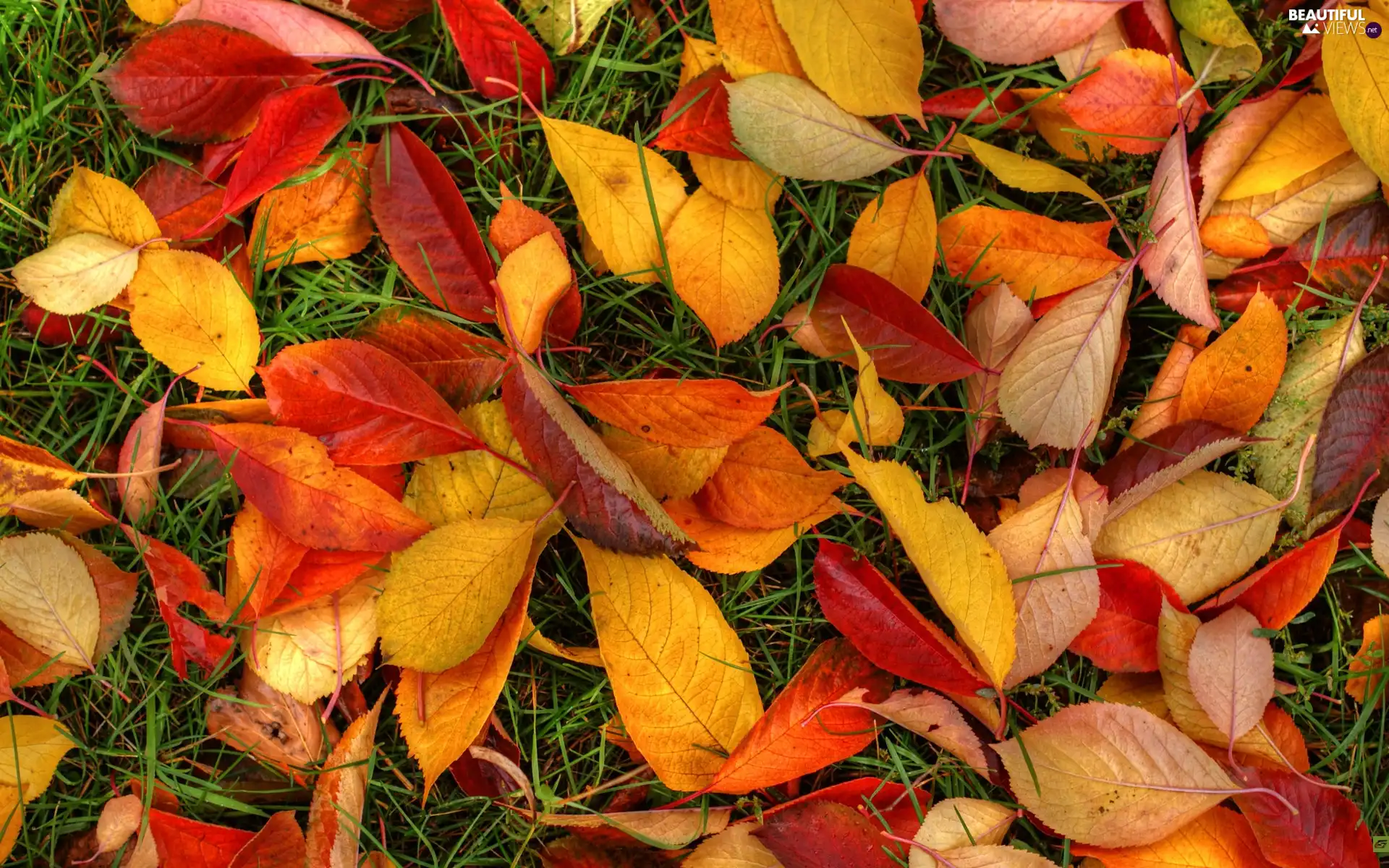 Leaf, Autumn, fallen