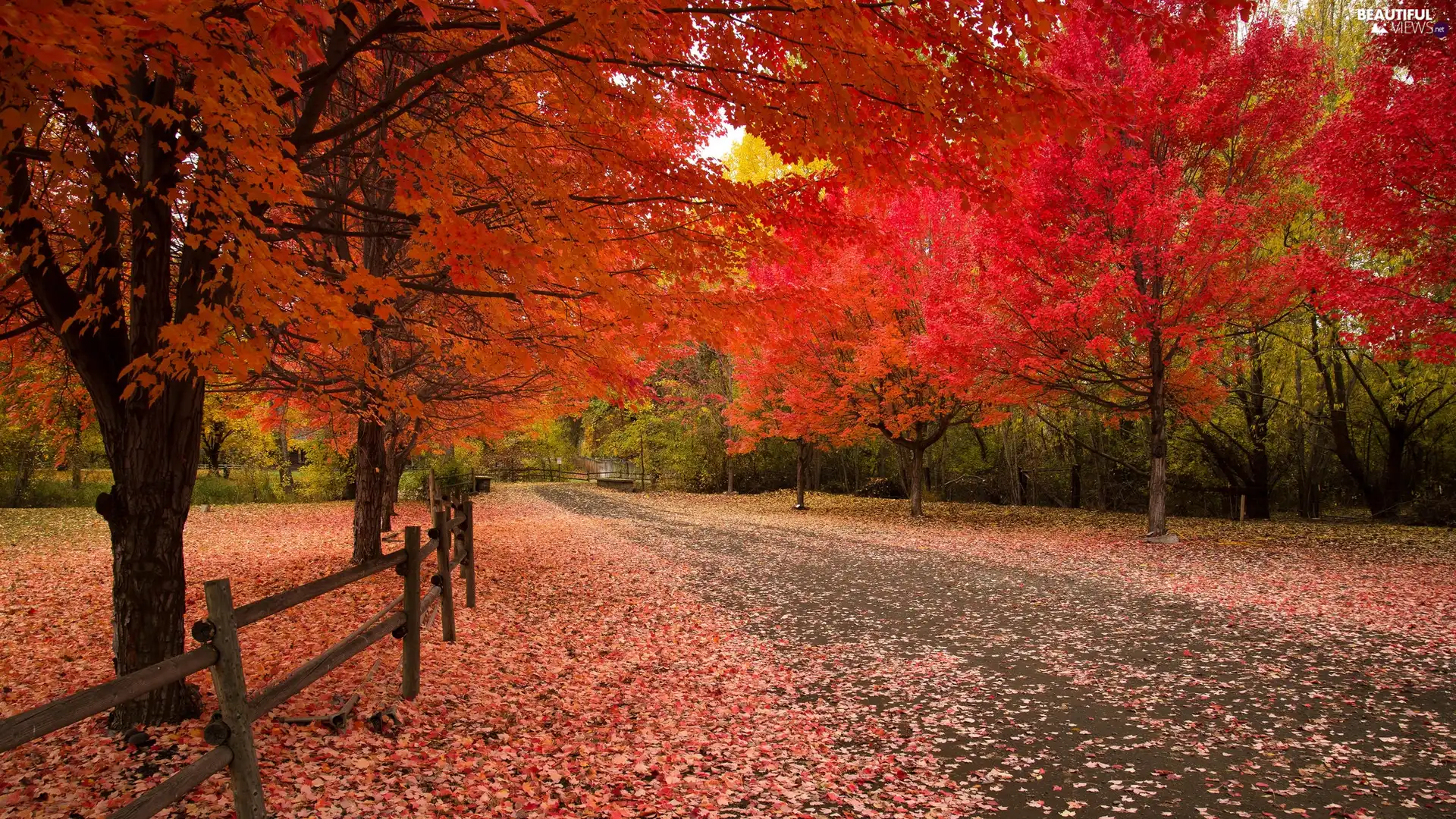 viewes, autumn, fence, Red, Path, trees, Park, Leaf