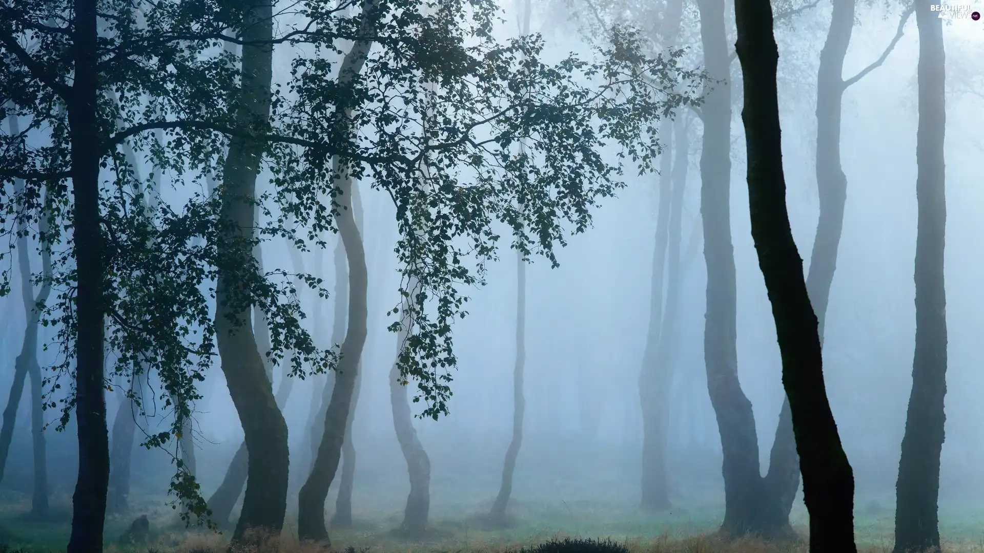 Leaf, Fog, trees, viewes, forest