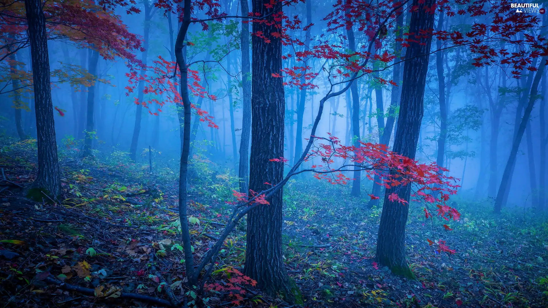 trees, forest, Red, Leaf, viewes, Fog