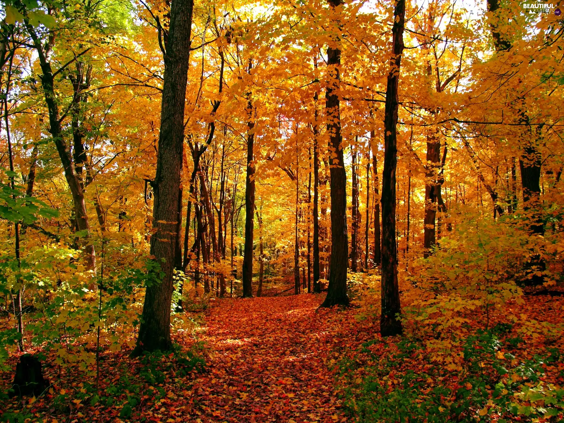 Leaf, autumn, forest