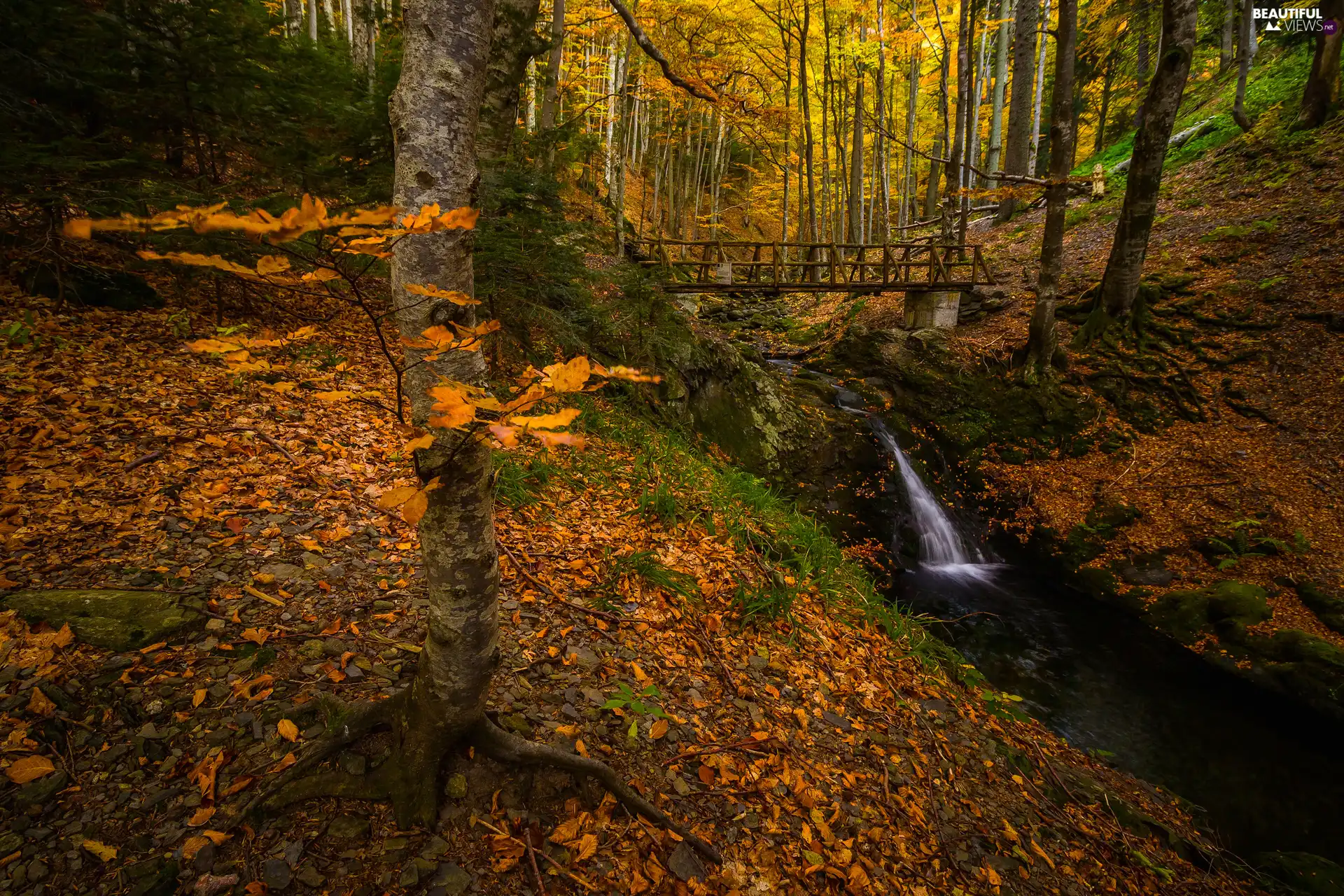 River, autumn, bridges, Leaf, wooden, forest