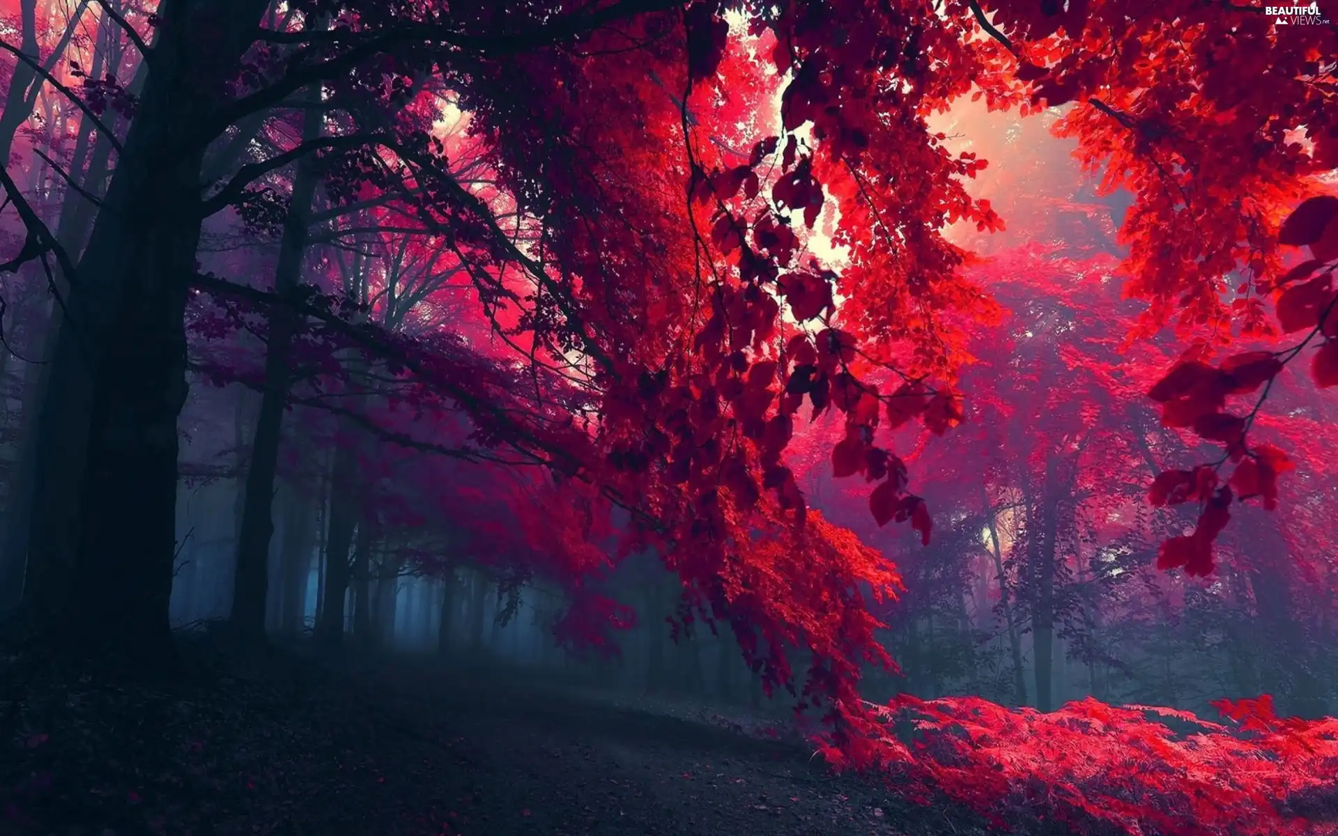 forest, Red, Leaf, Fog