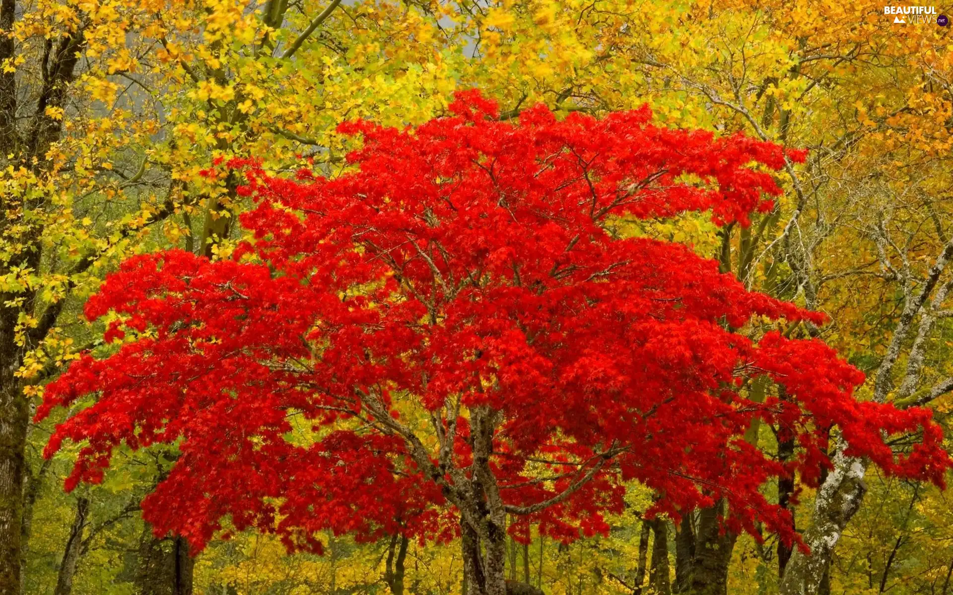 forest, Red, Leaf, trees