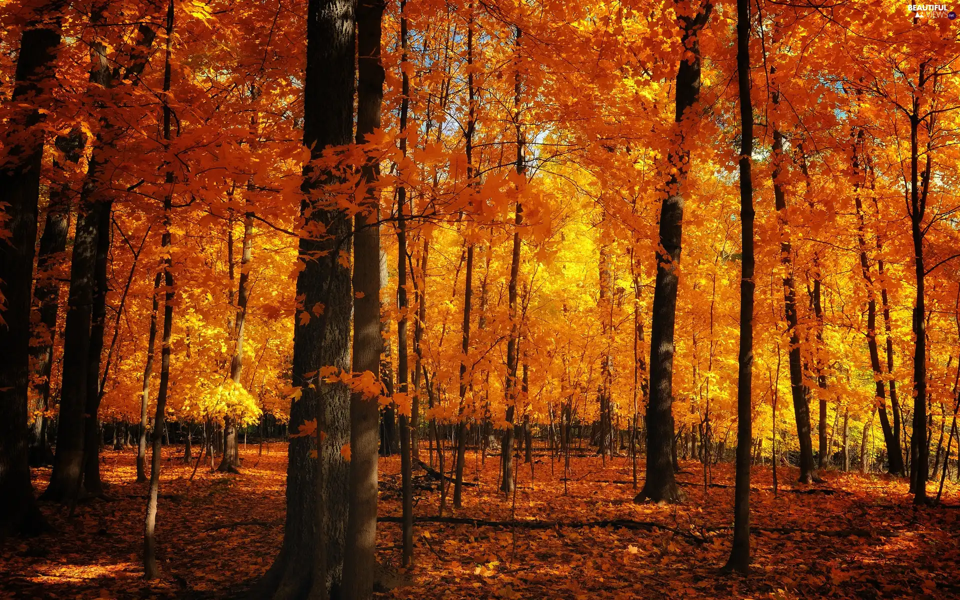 forest, viewes, Leaf, trees