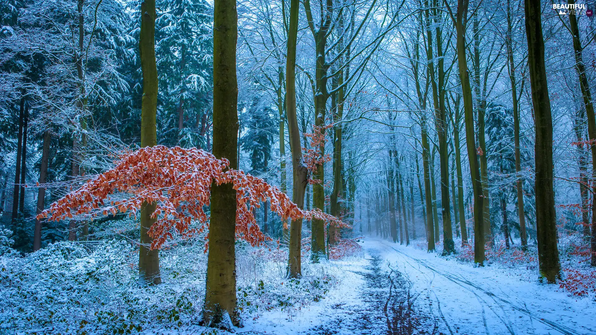 Way, winter, viewes, Leaf, trees, forest