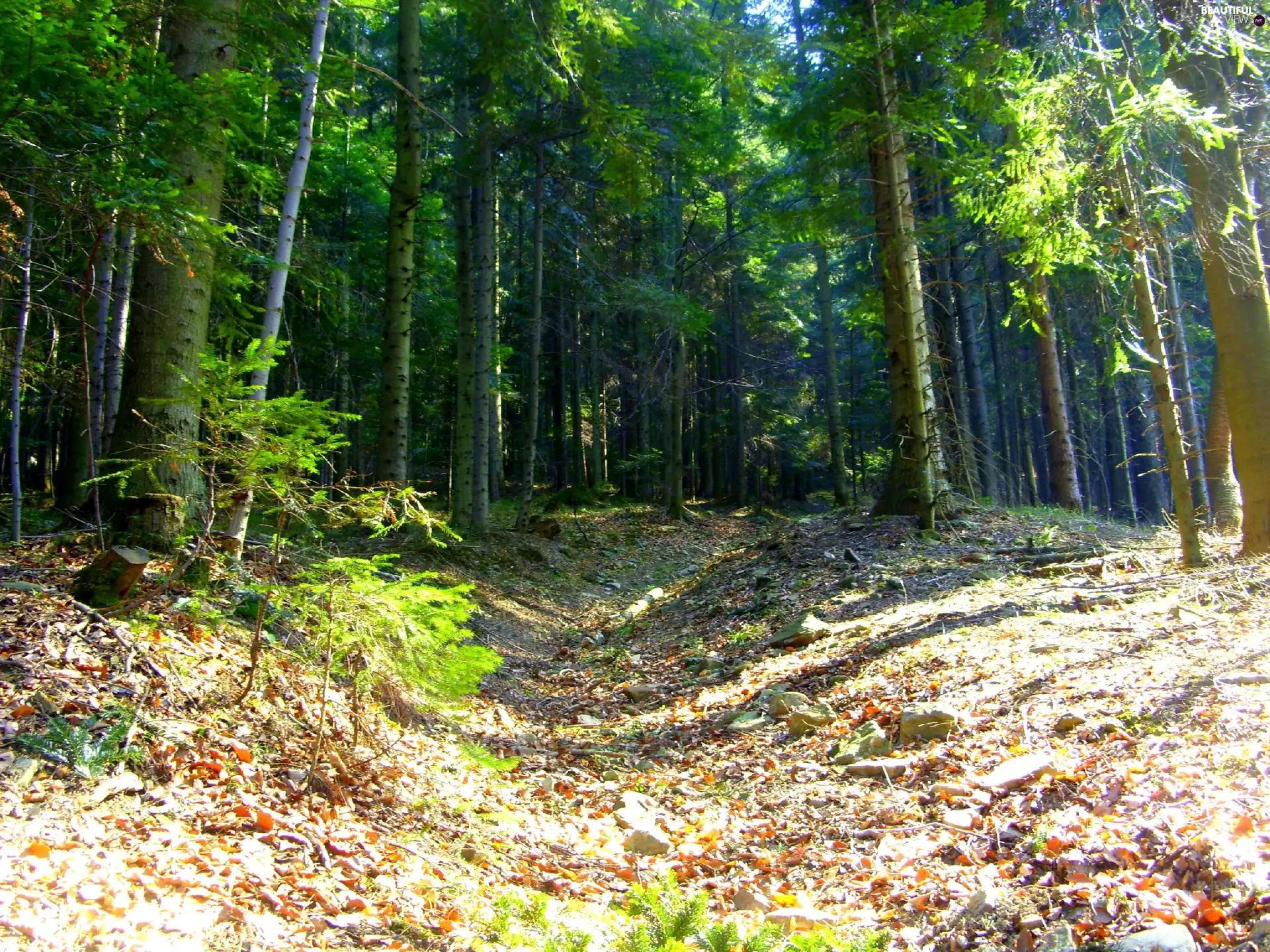 Leaf, Way, forest