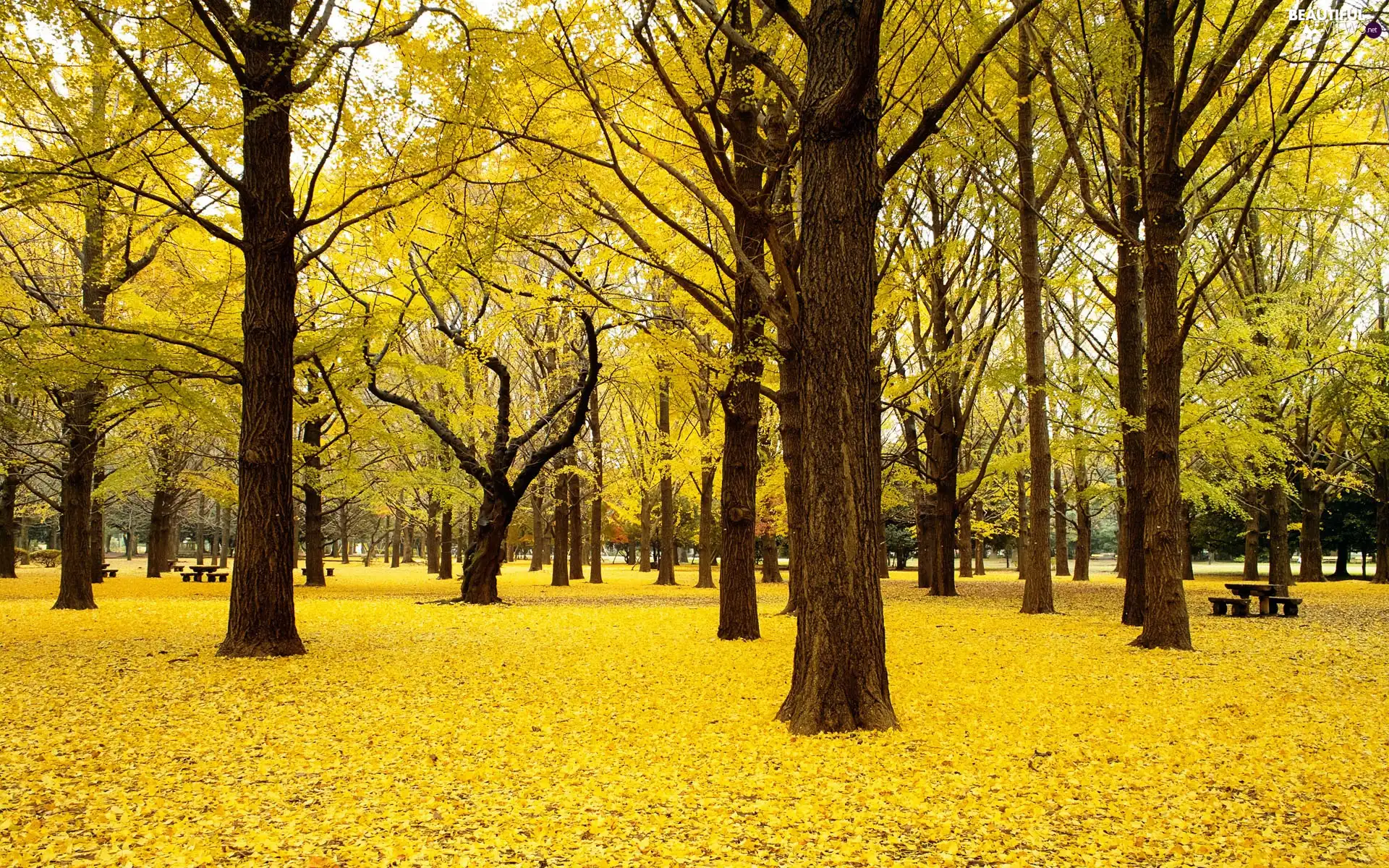 forest, Yellow, Leaf, autumn