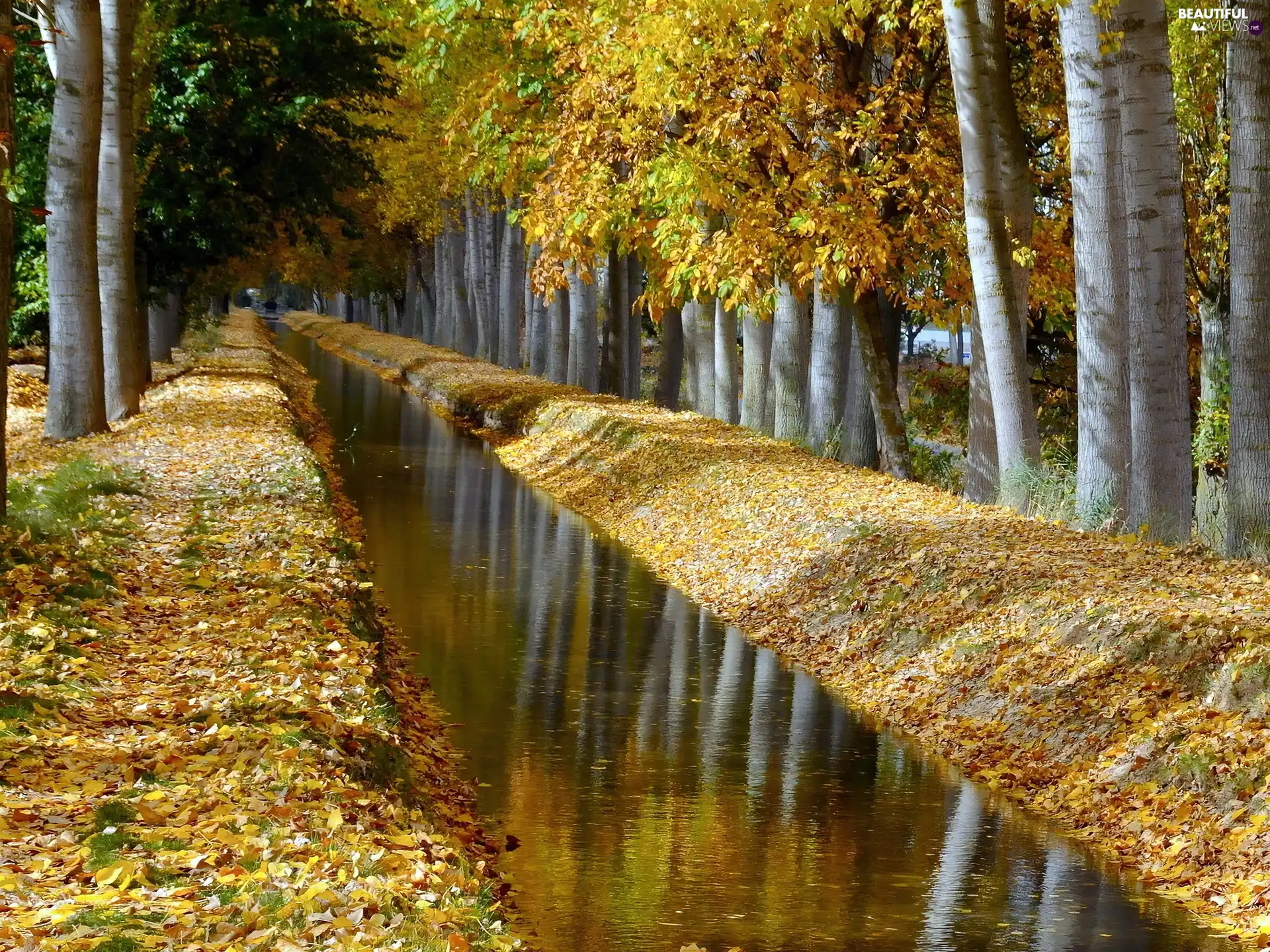 trees, autumn, Leaf, fossa, viewes, birch