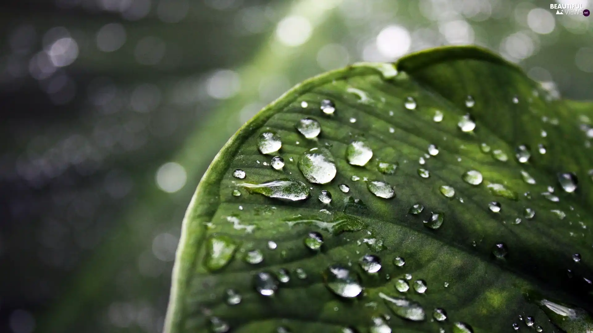 leaf, drops, Green